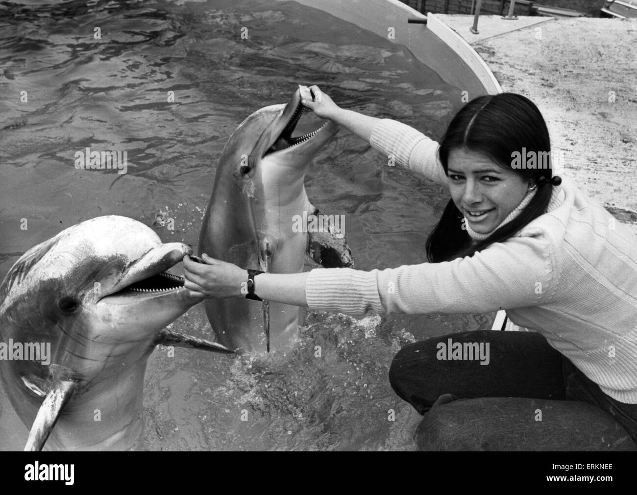 West Midland Safari and Leisure Park, located in Bewdley, Worcestershire, England. Dolphins. 12th April 1976. Stock Photo