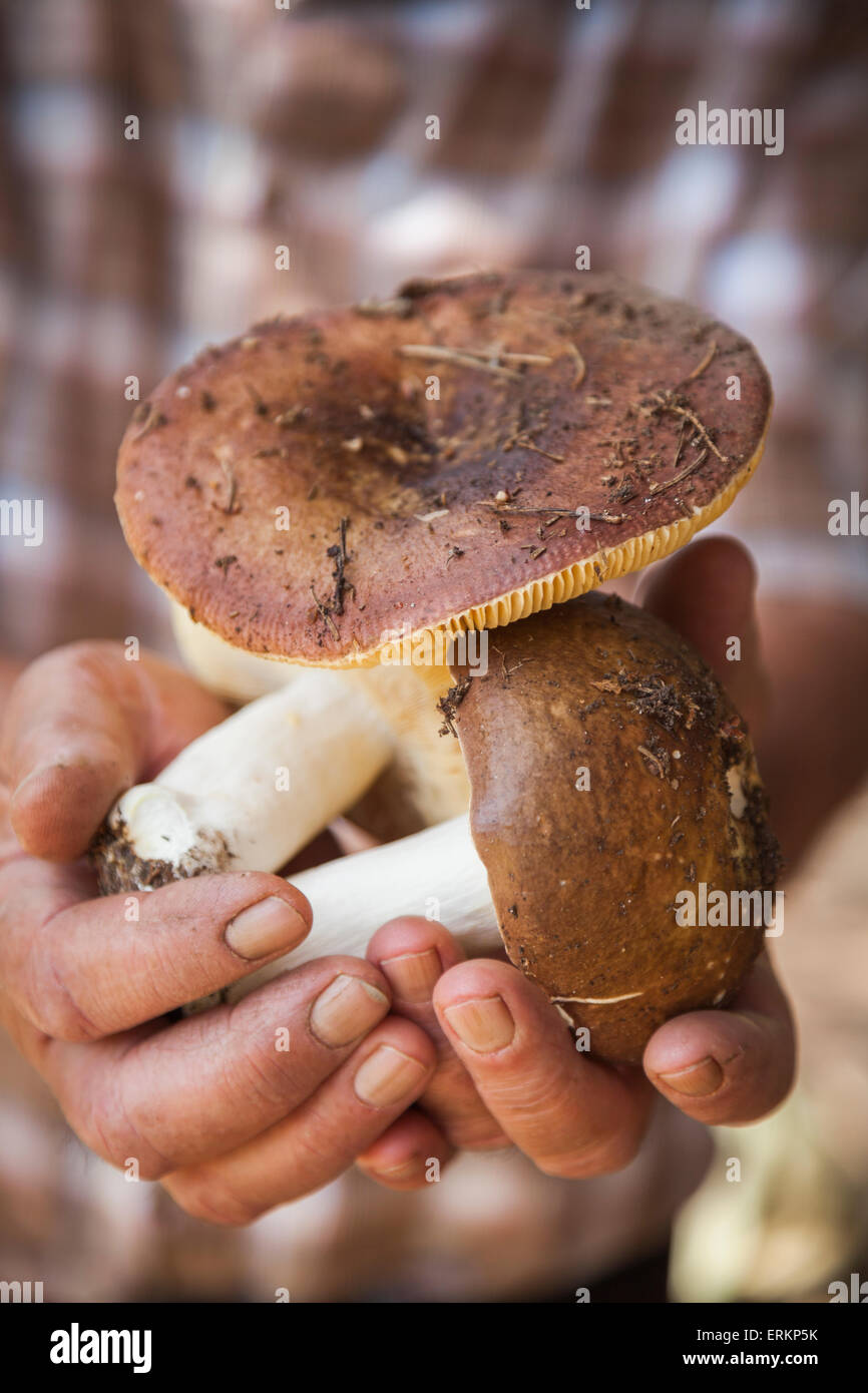 Man holds wild mushrooms Stock Photo