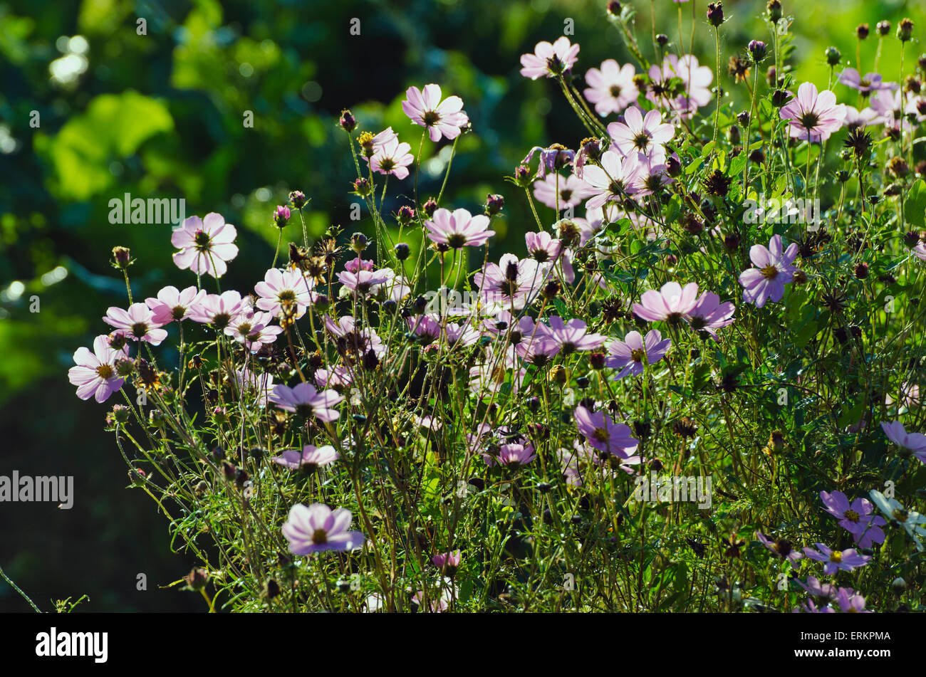 Beautiful flower in sunlight hi-res stock photography and images - Alamy