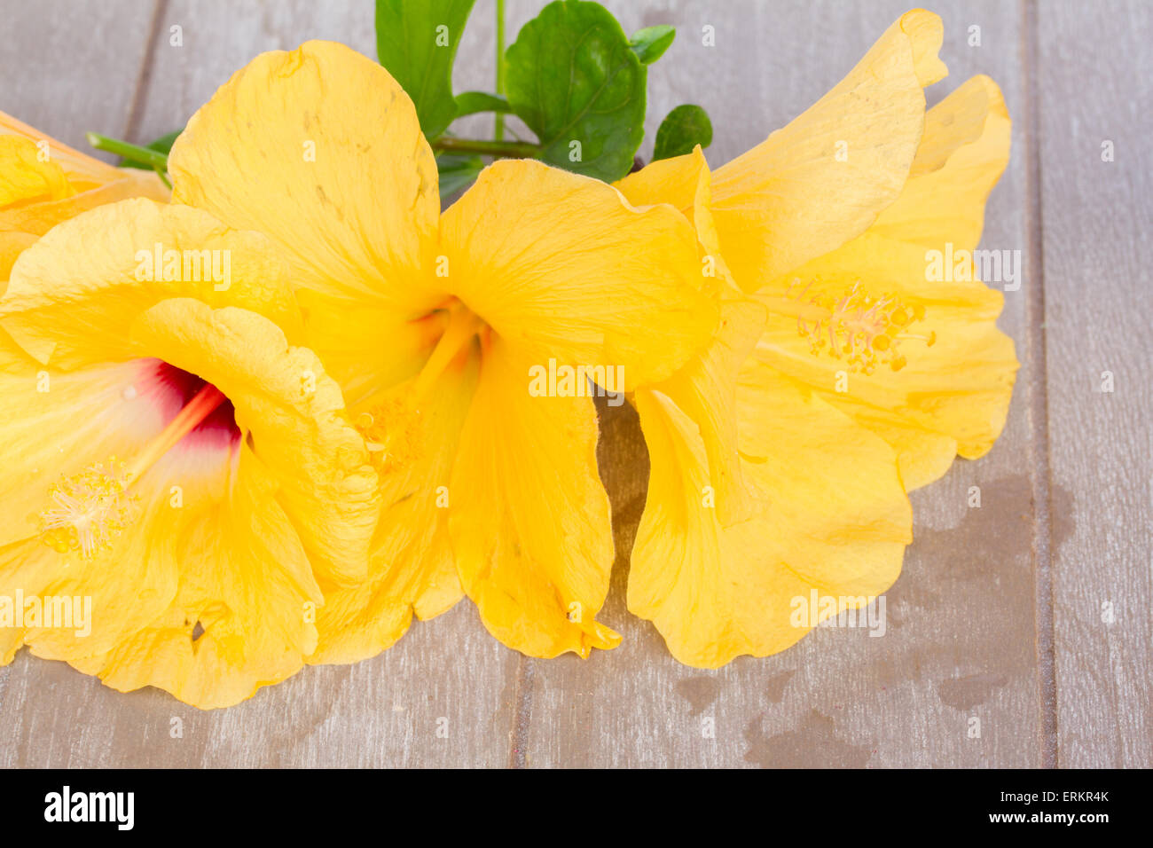 colorful hibiscus flowers Stock Photo Alamy