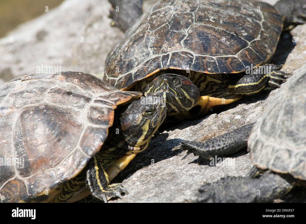 red eared terrapin terrapins basking warming up in the sun cold blooded  Emydidae sunbathing invasive species in pond wild escap Stock Photo