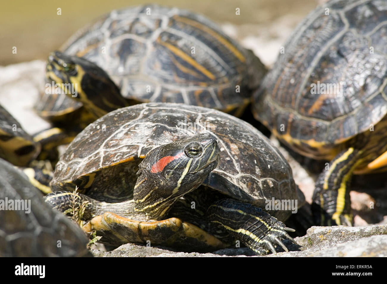 red eared terrapin terrapins basking warming up in the sun cold blooded  Emydidae sunbathing invasive species in pond wild escap Stock Photo
