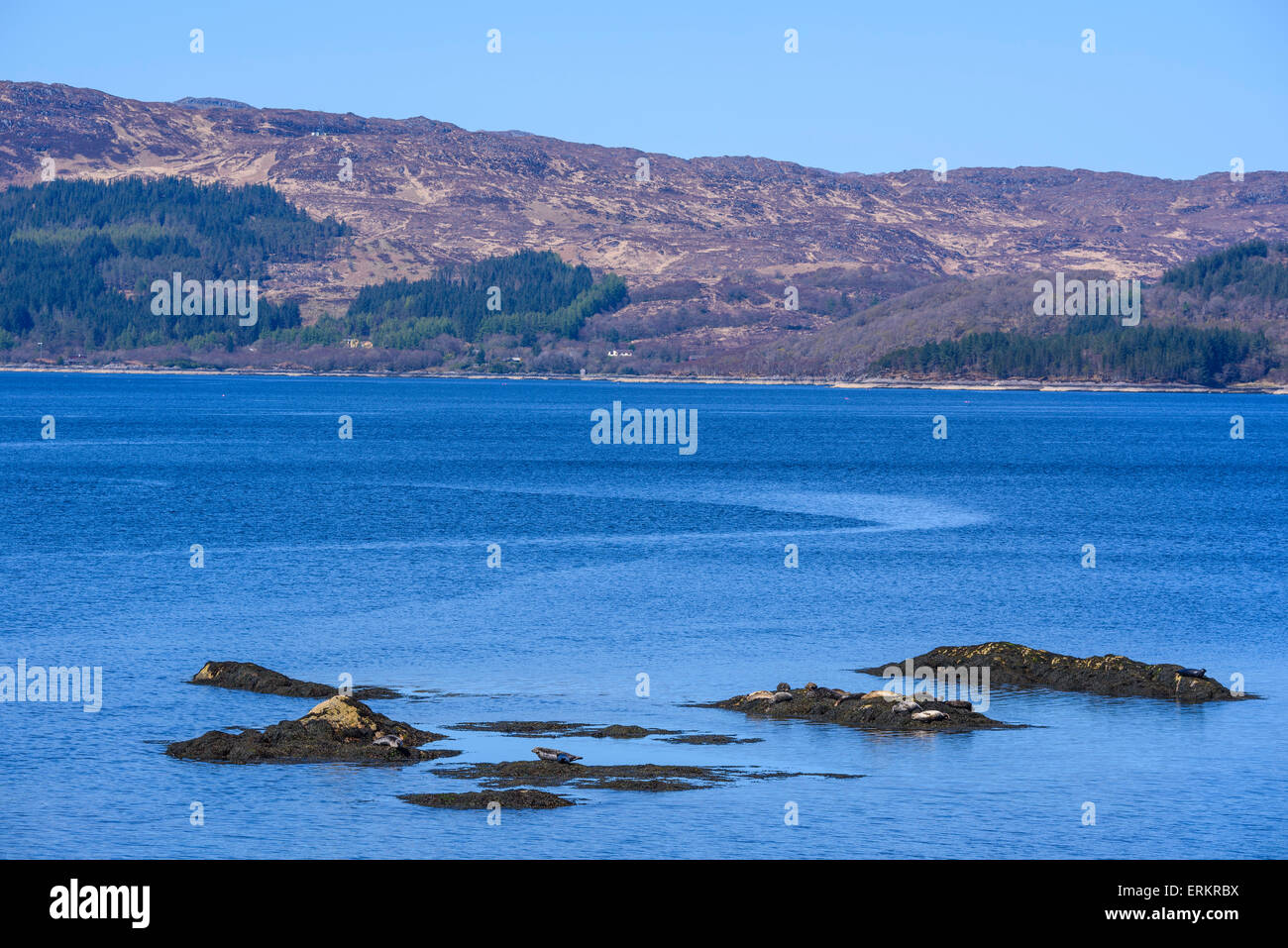 Seals, Loch Sunart, near Salen, Ardnamurchan Peninsula, Lochaber, Highlands, Scotland Stock Photo