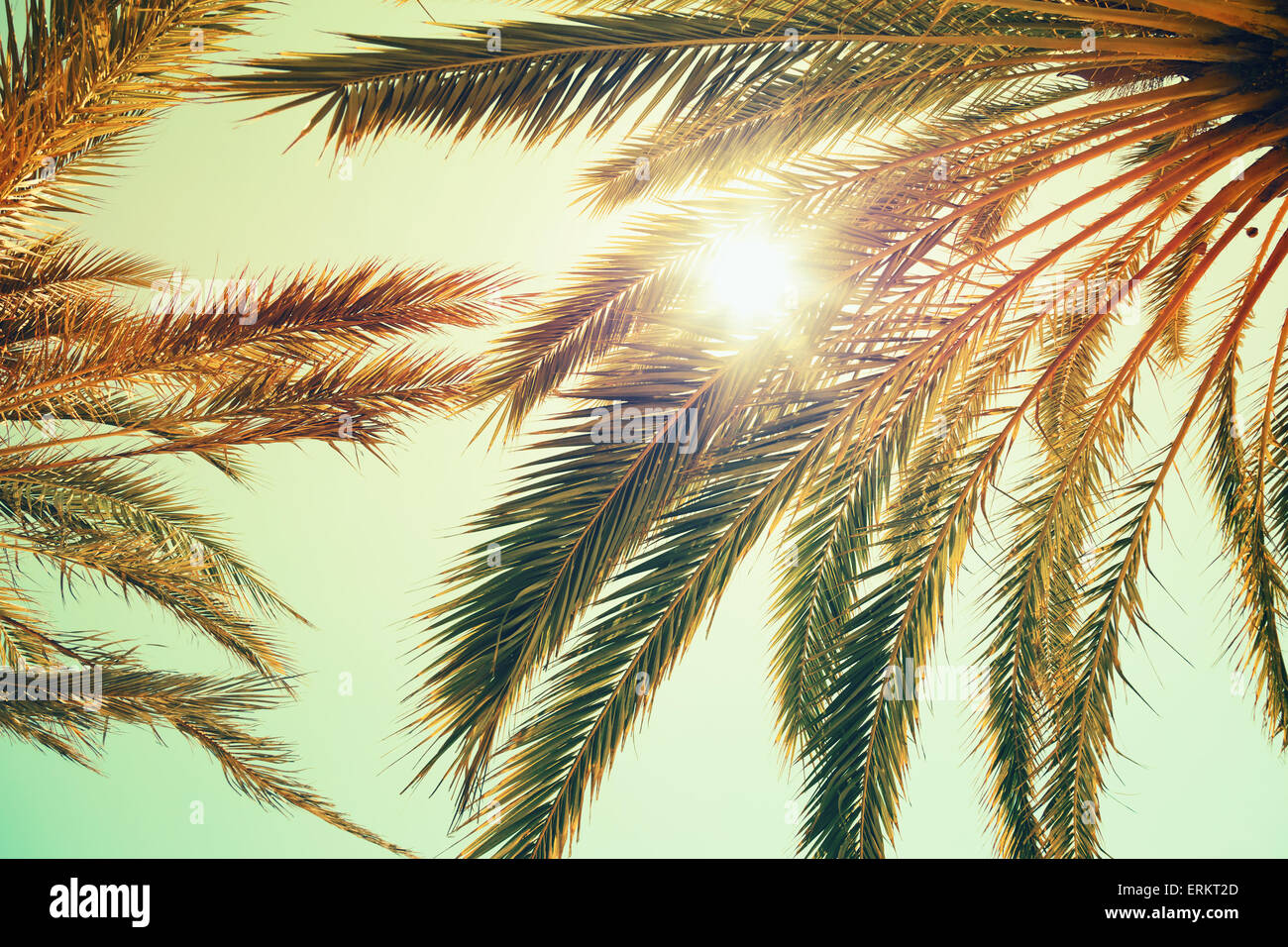 Palm trees and shining sun over bright sky background. Vintage style. Toned photo with vintage colorful tonal filter effect, ins Stock Photo