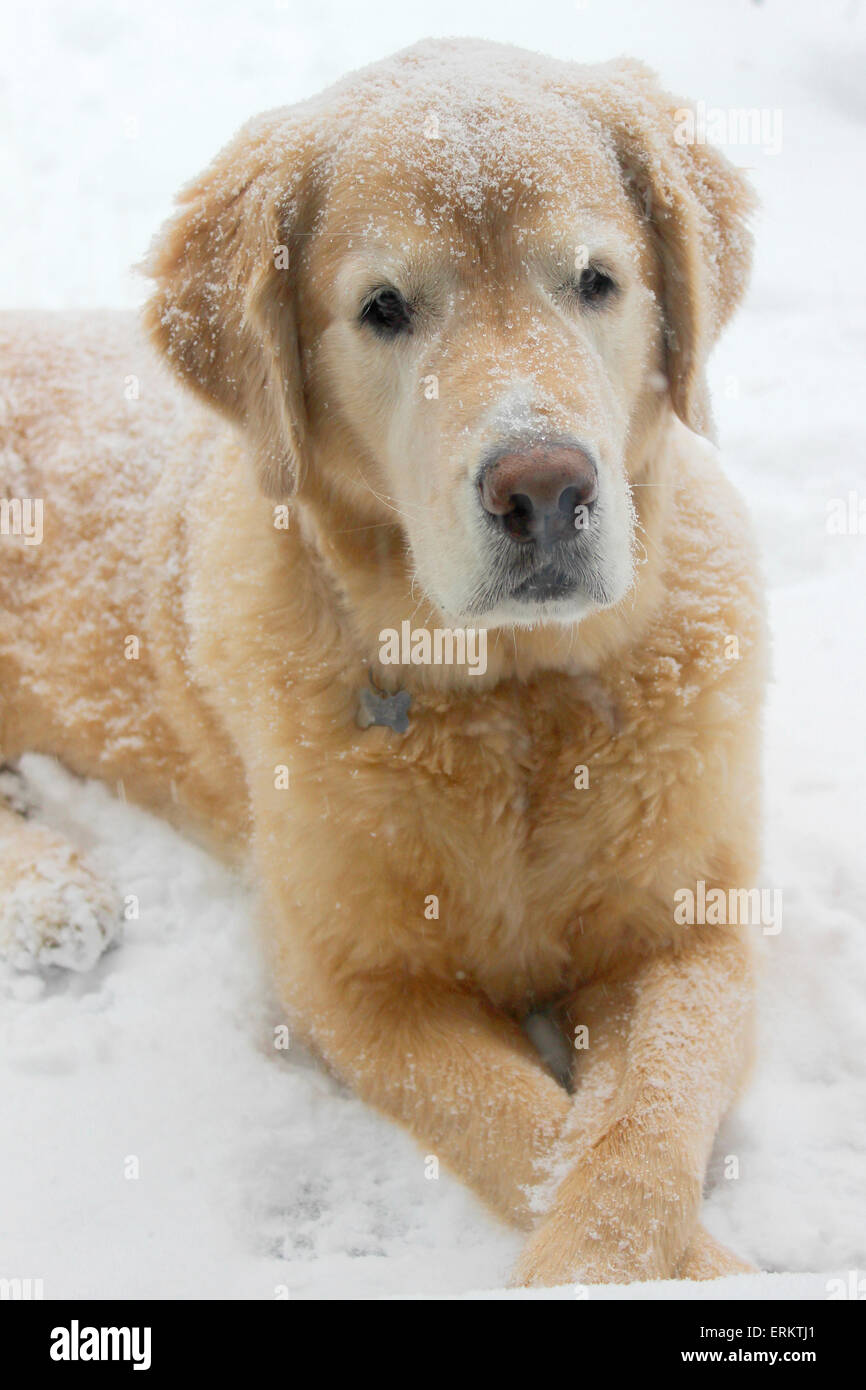 Portrait of Golden Retriever in Snow Stock Photo - Alamy