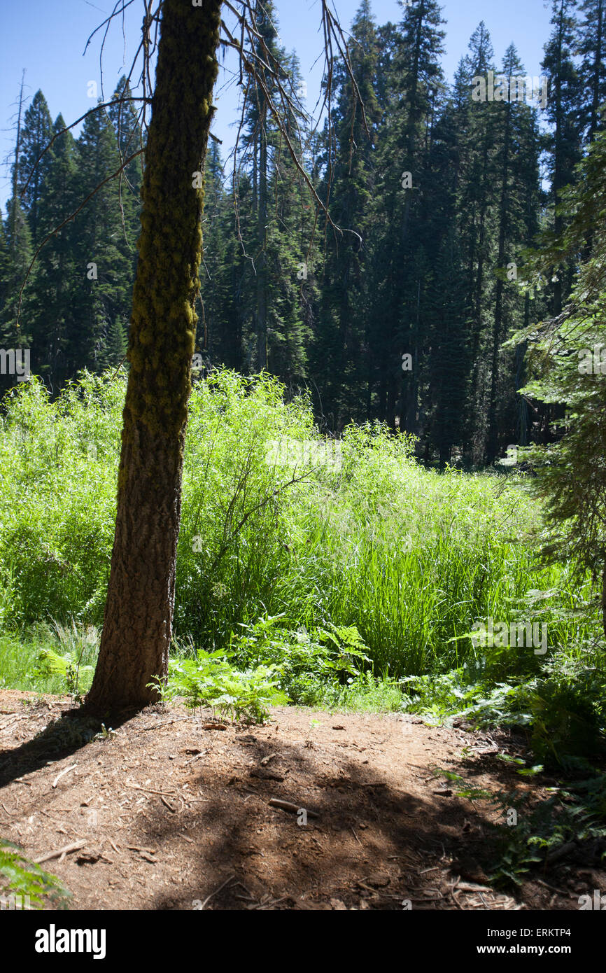 Landscape in Sequoia Nationalpark in California, USA Stock Photo