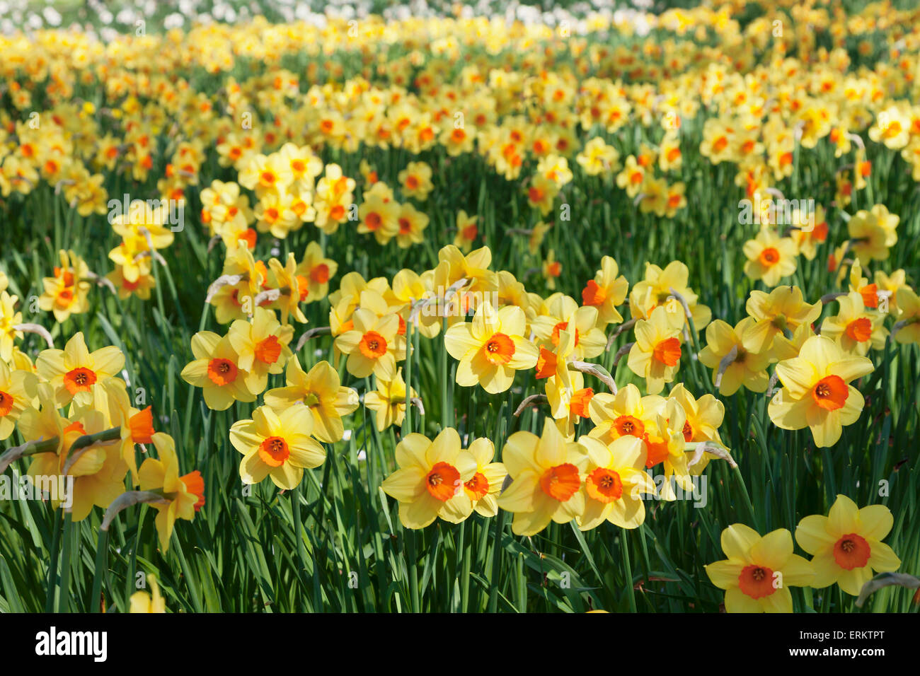 Field of narcissi, Mainau Island in spring, Lake Constance, Baden-Wurttemberg, Germany, Europe Stock Photo