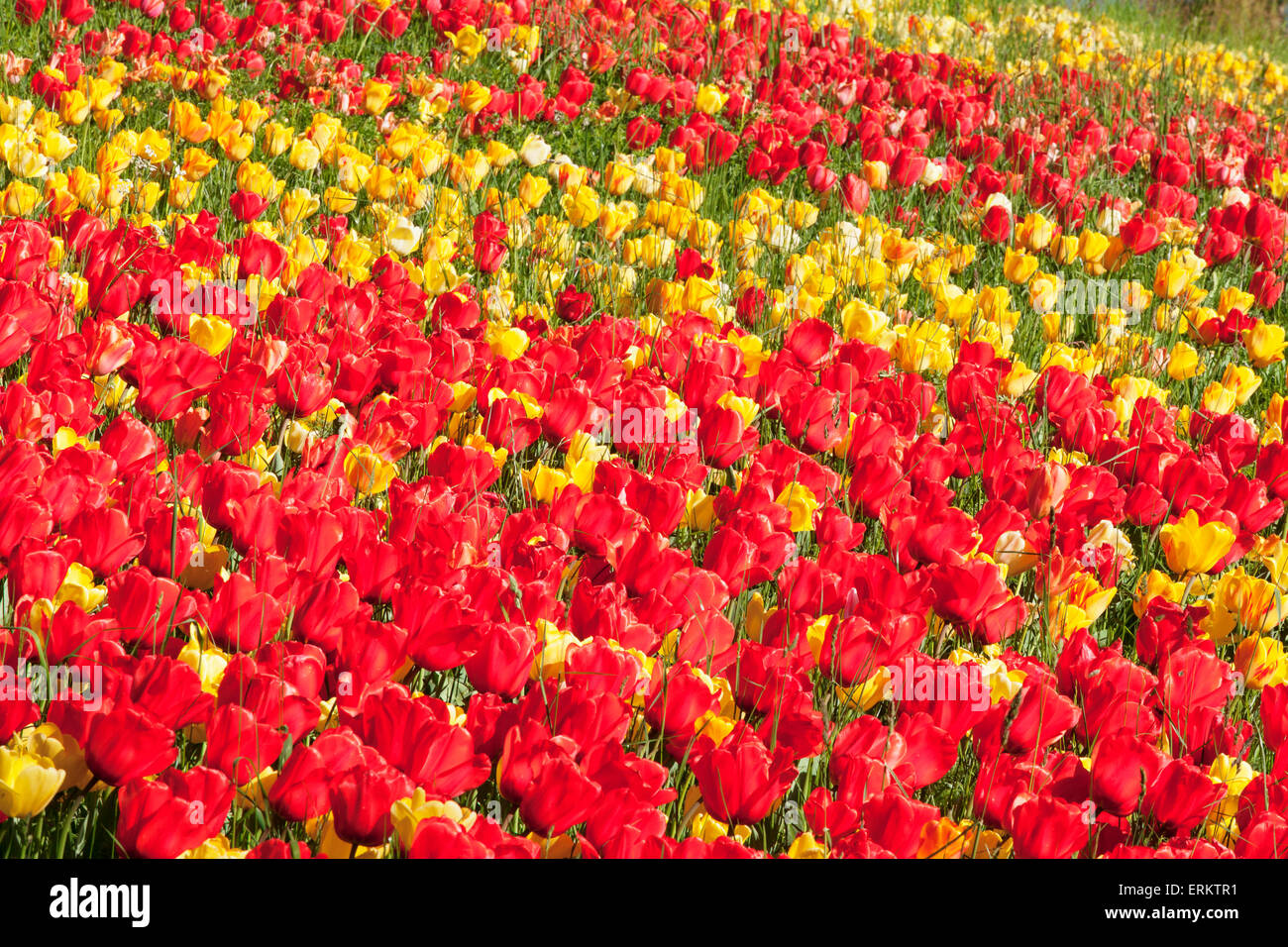 Field of tulips, Mainau Island in spring, Lake Constance, Baden-Wurttemberg, Germany, Europe Stock Photo