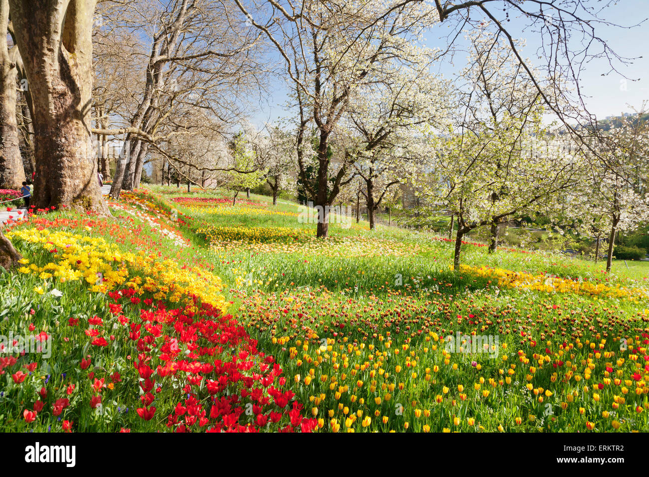 Field of tulips, Mainau Island in spring, Lake Constance, Baden-Wurttemberg, Germany, Europe Stock Photo