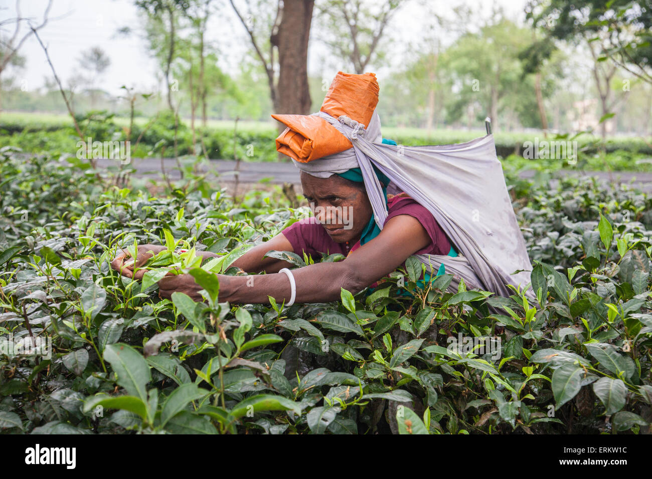 Woman collecting tea leaves, hard work as it is very difficult to disentangle the thick bushes, Bagdogra, Darjeeling, India Stock Photo