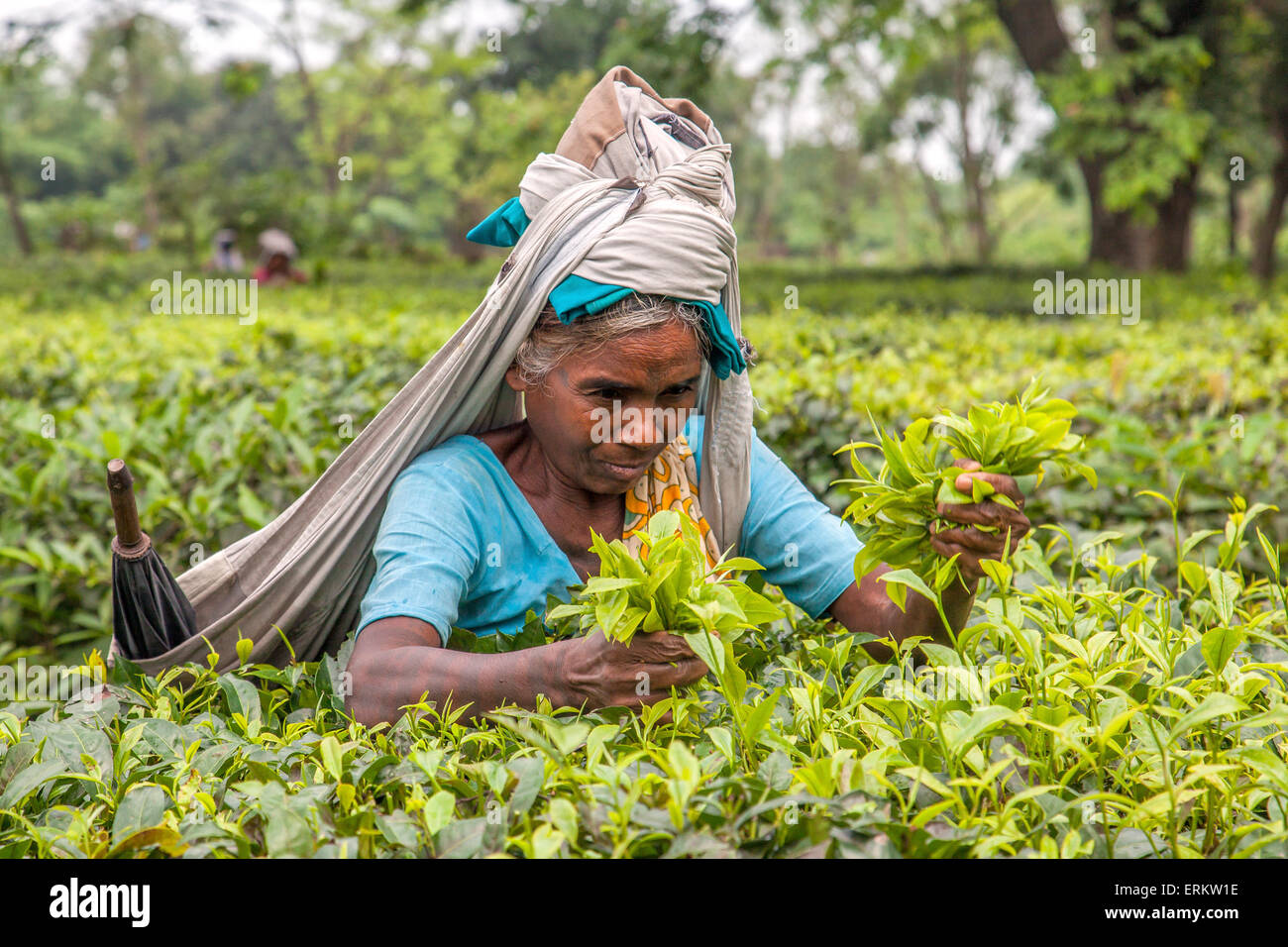 Indian woman dressed with typical colored frock collects the green tea leaves in the plantations of Bagdogra, Darjeeling, India Stock Photo