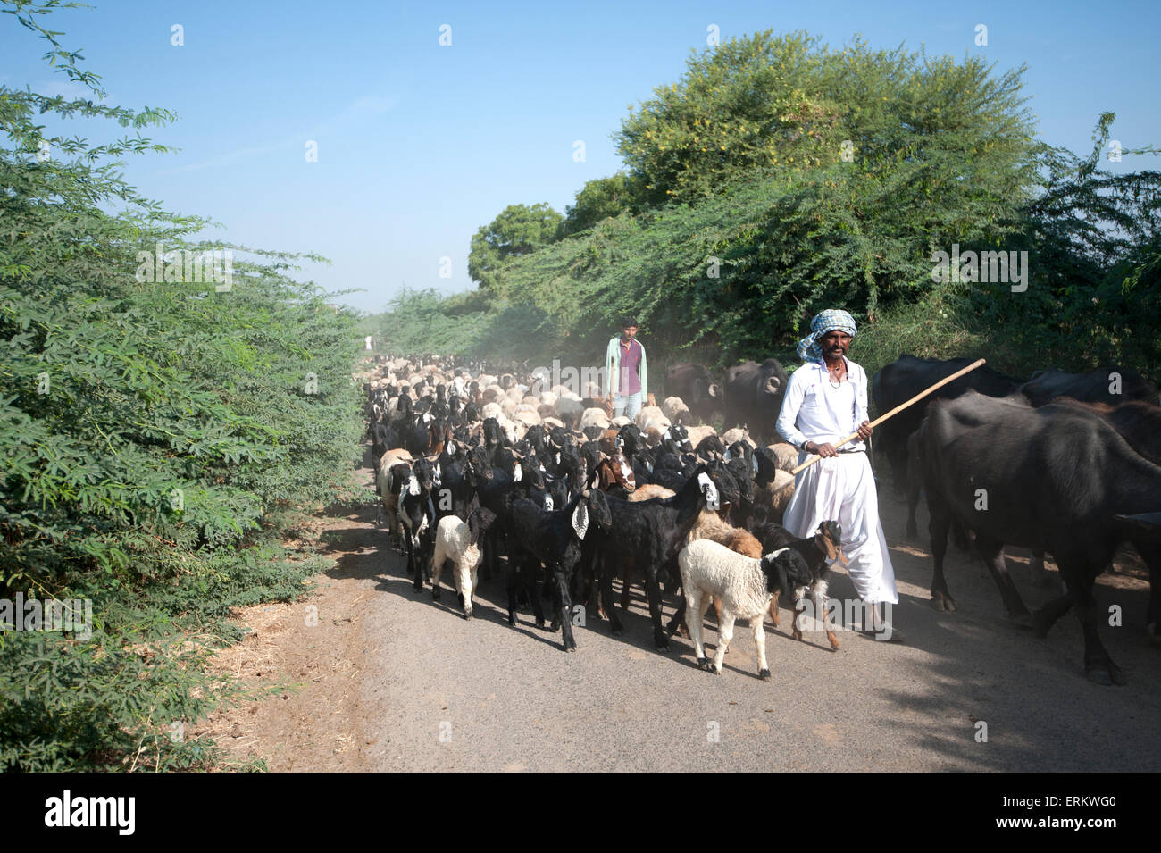 Gujarati nomadic Rabhari goatherd with buffalo and large flock of goats on rural road, Dasada district, Gujarat, India, Asia Stock Photo