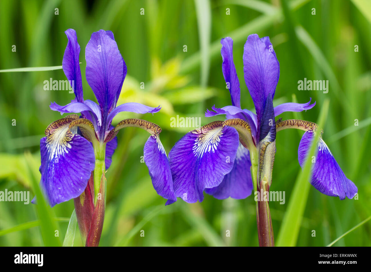 Flowers of the hardy Siberian iris, Iris sibirica 'Perry's Blue' Stock Photo
