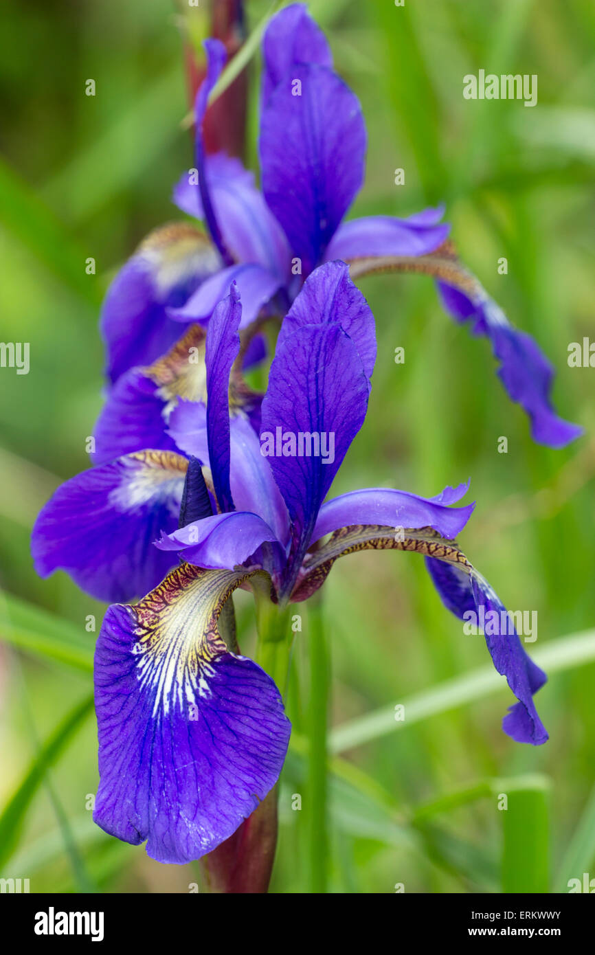 Flowers of the hardy Siberian iris, Iris sibirica 'Perry's Blue' Stock Photo