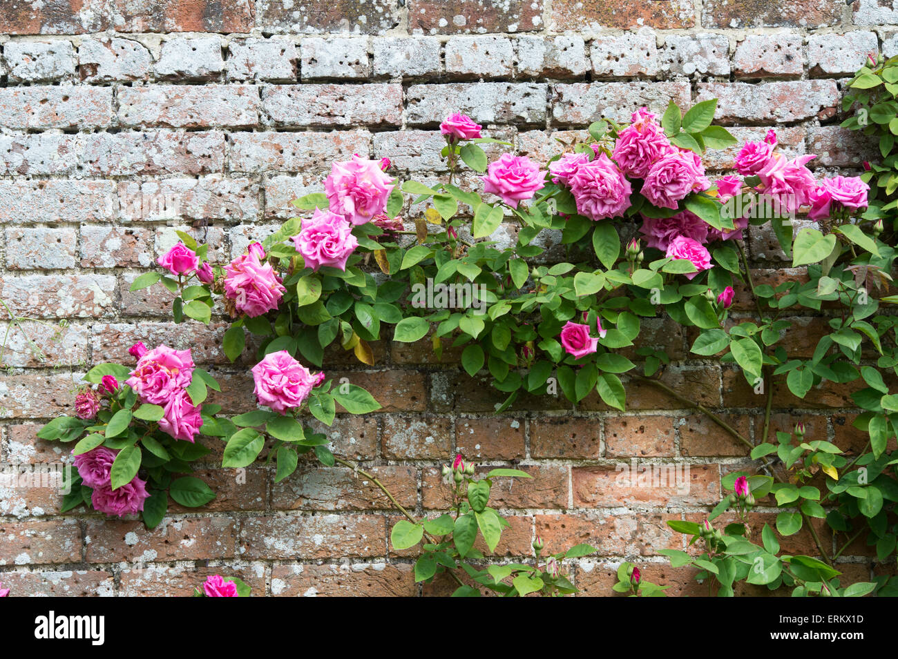 Rosa Zephirine Drouhin. Thornless Rose climbing over a wall at Waterperry gardens, Wheatley, Oxfordshire, England Stock Photo