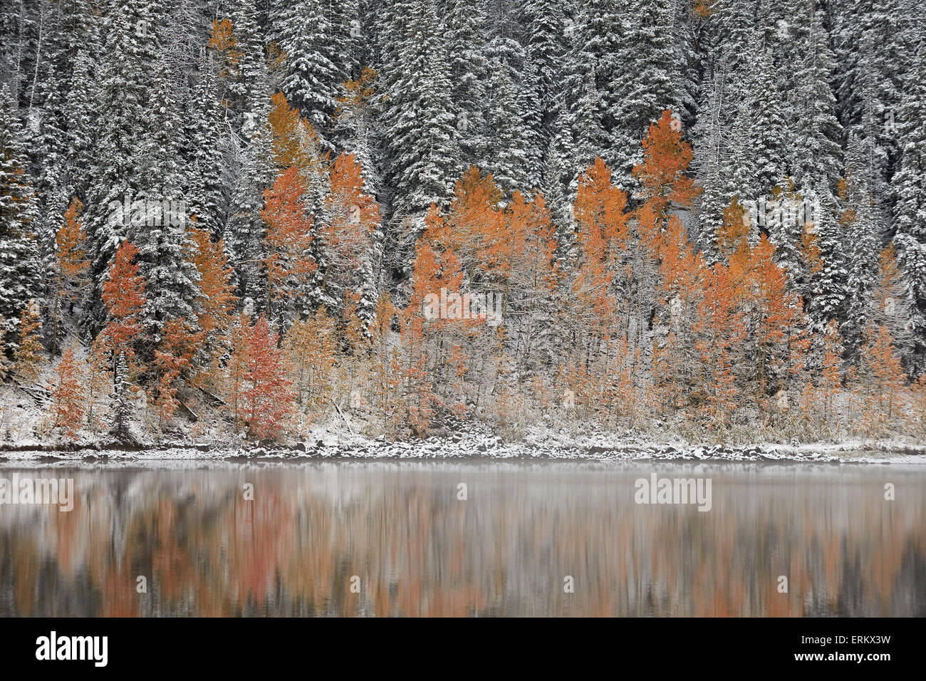 Orange aspens in the fall among evergreens covered with snow at a lake, Grand Mesa National Forest, Colorado, USA Stock Photo