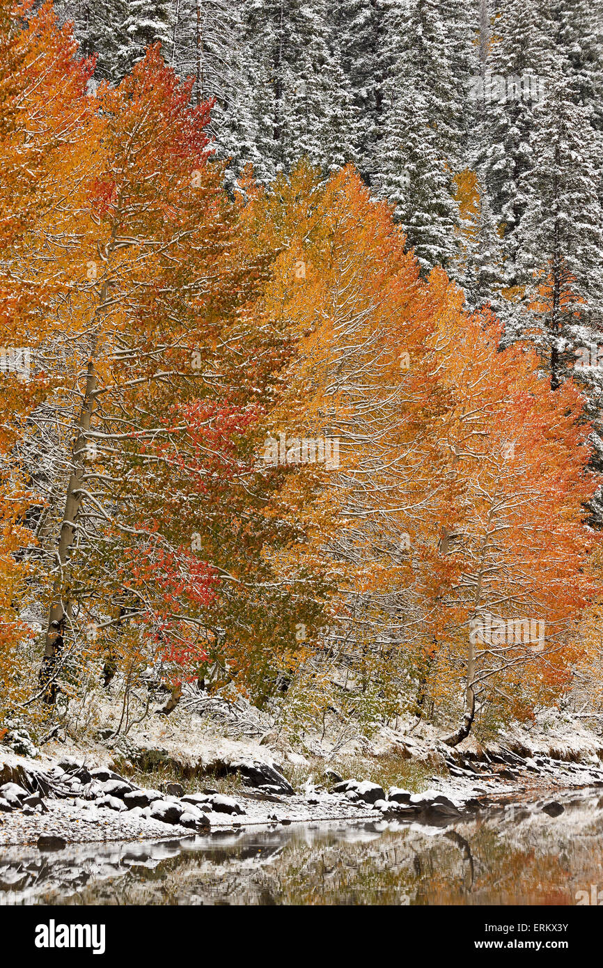 Orange aspens in the fall among evergreens covered with snow at a lake, Grand Mesa National Forest, Colorado, USA Stock Photo