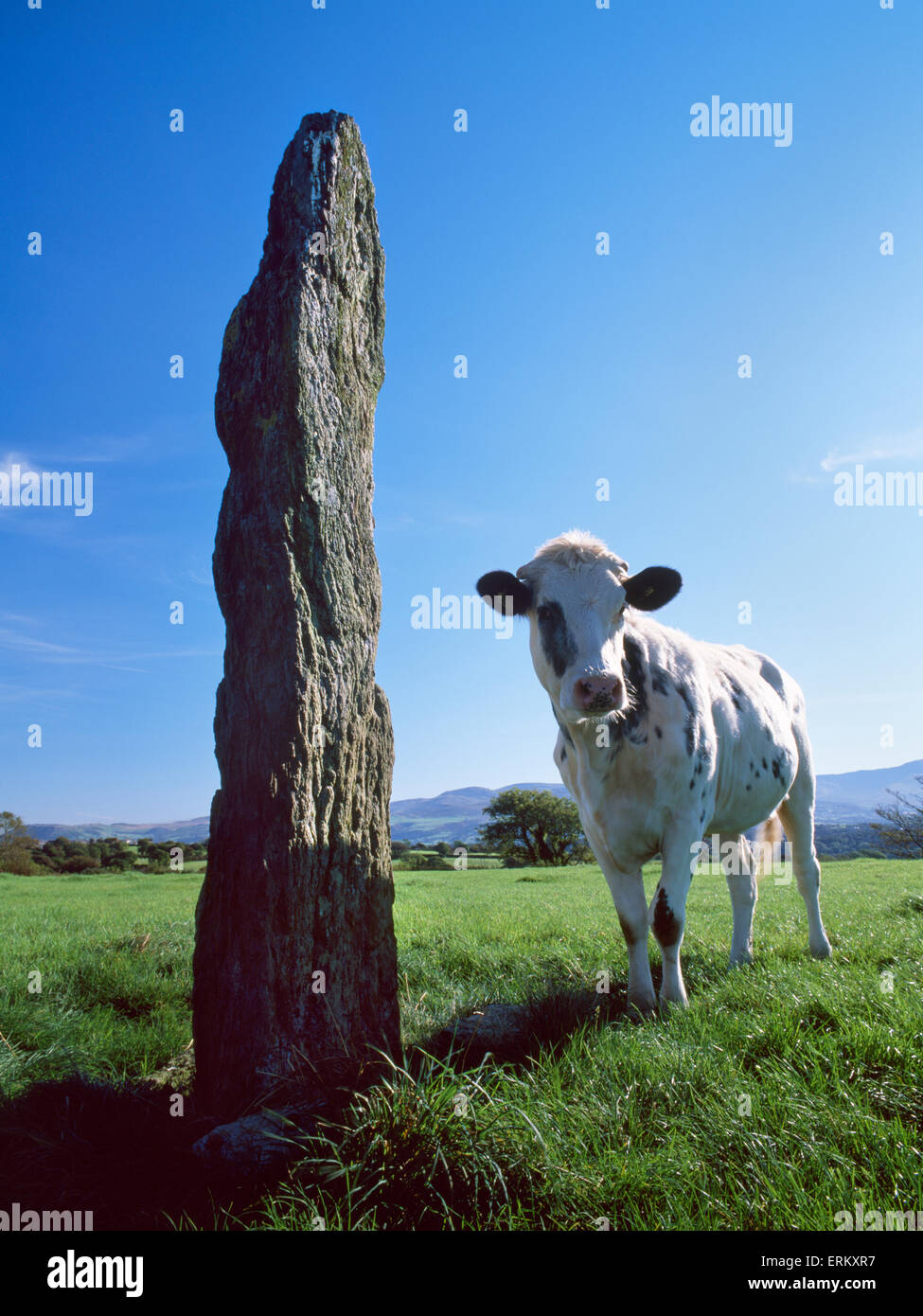 Looking E at Tygwyn Bronze Age standing stone with a posing heifer on