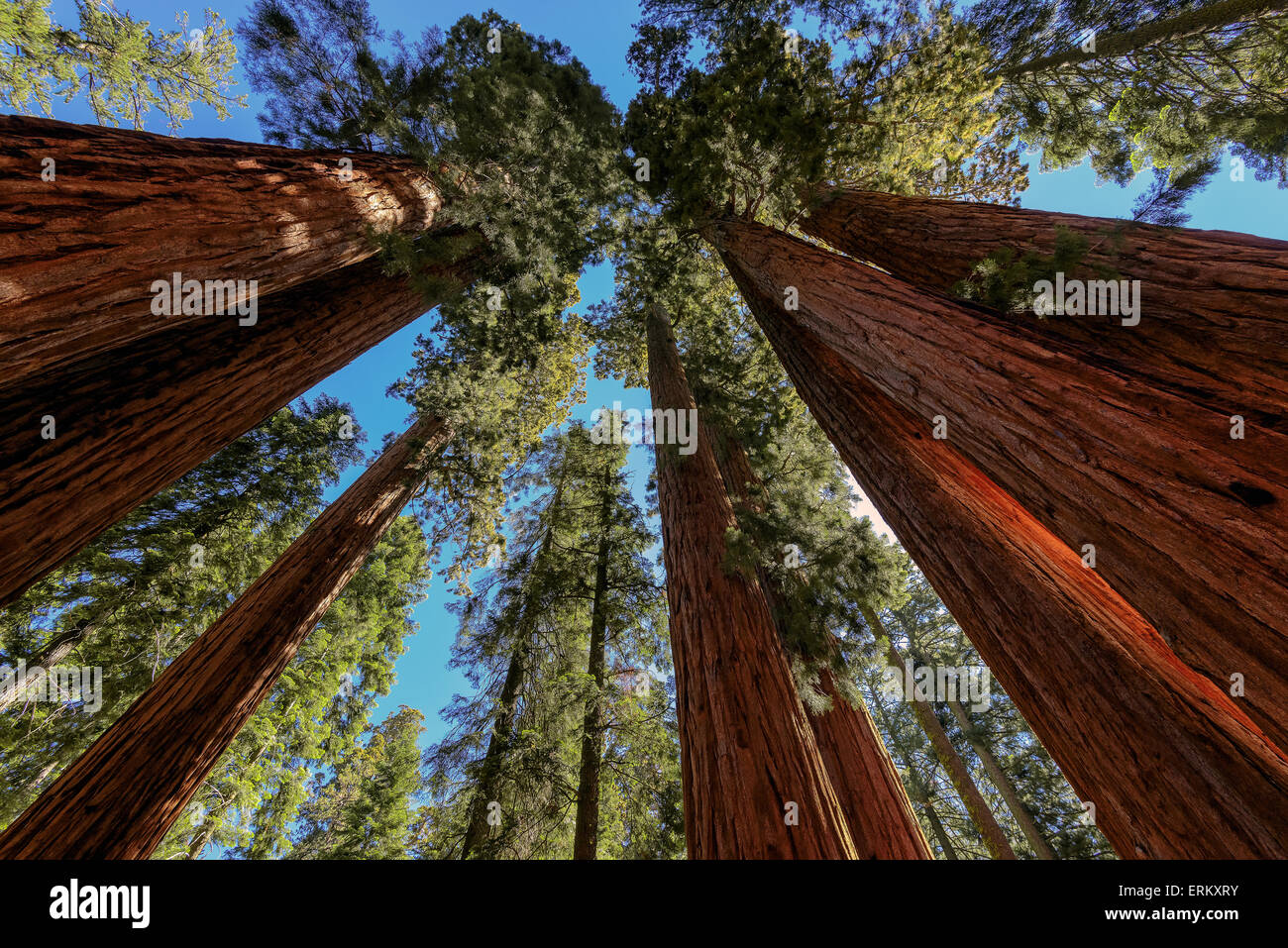 Giant sequoia trees closeup in Sequoia National Park, California, USA Stock Photo