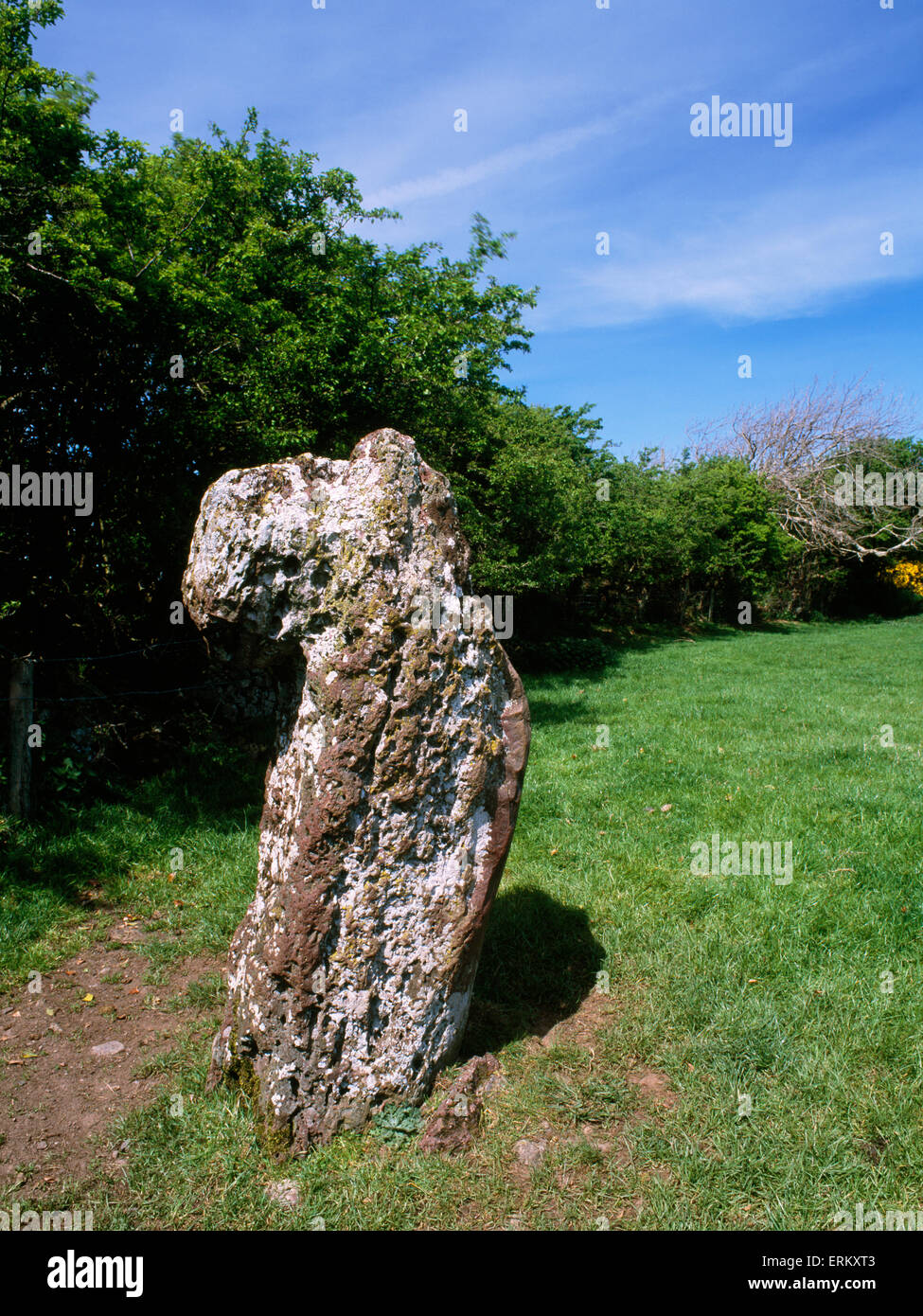 Carreg Leidr (Thief Stone) Bronze Age standing stone, Anglesey: legend of a robber turned to stone with a stolen Bible on his shoulder. Stock Photo