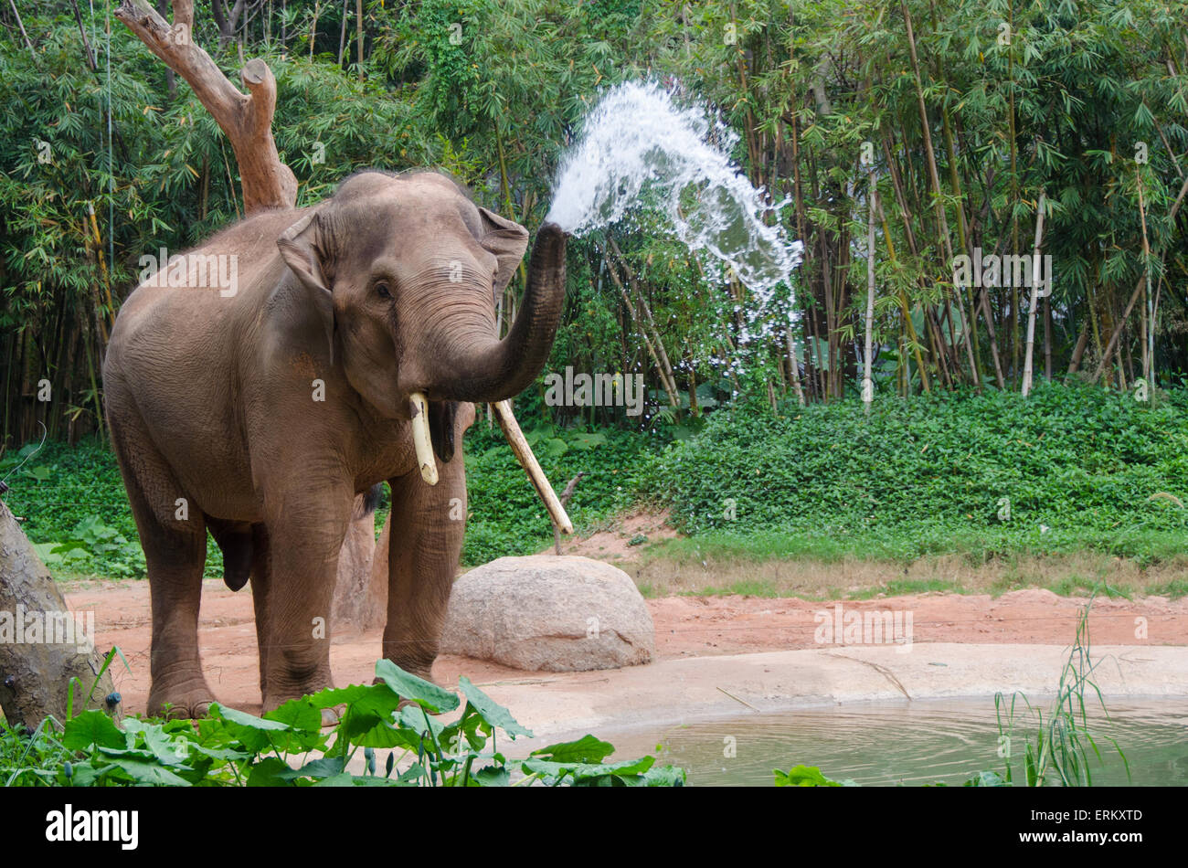Elephant make water spray - shower Stock Photo