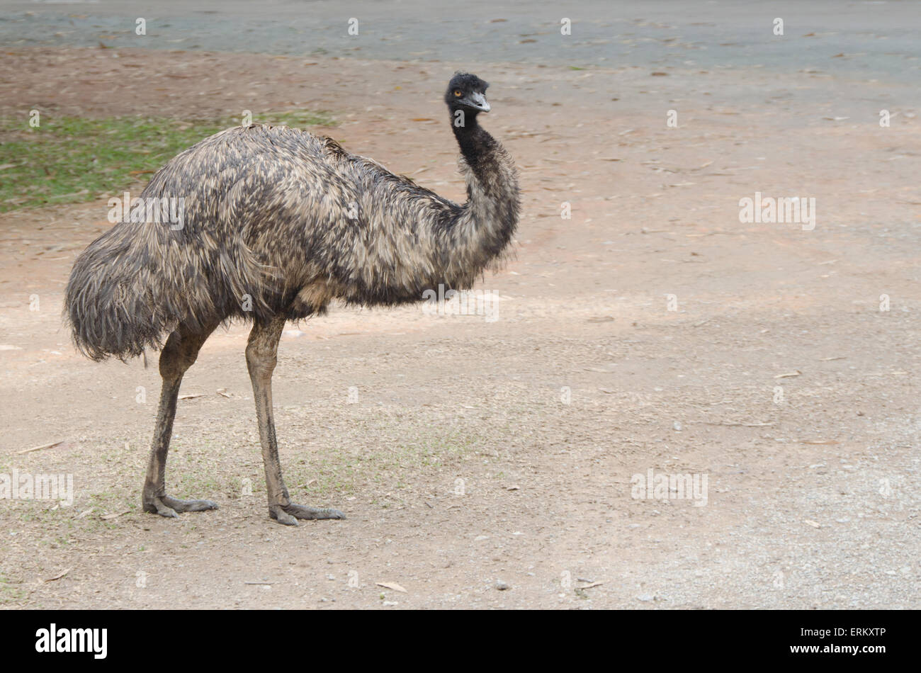 Black emu ostrich attentively looks Stock Photo
