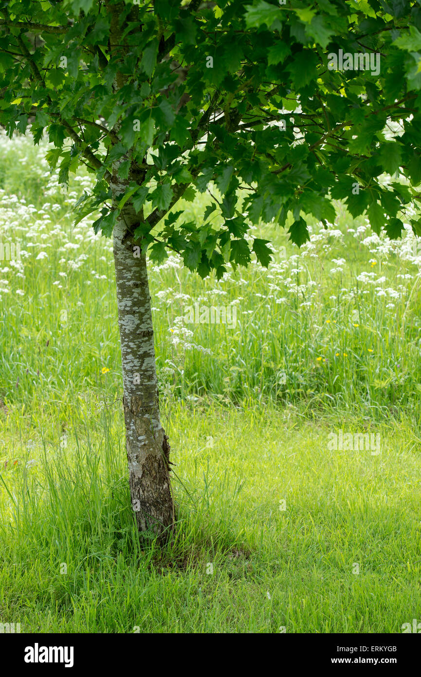 Sorbus torminalis. Wild service tree in a country garden in spring. UK Stock Photo