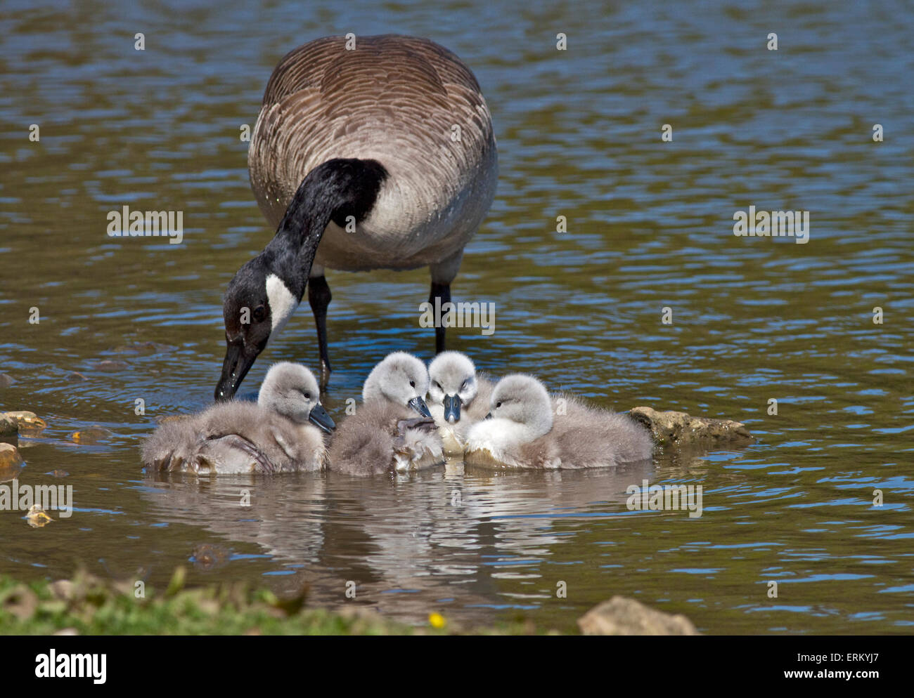 https://c8.alamy.com/comp/ERKYJ7/canada-goose-branta-canadensis-and-mute-swan-cygnets-cygnus-olor-abbotsbury-ERKYJ7.jpg