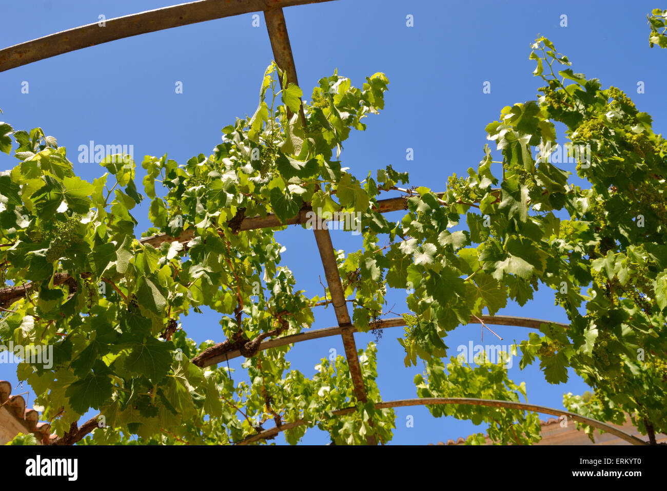 Overhead trellis hi-res stock photography and images - Alamy