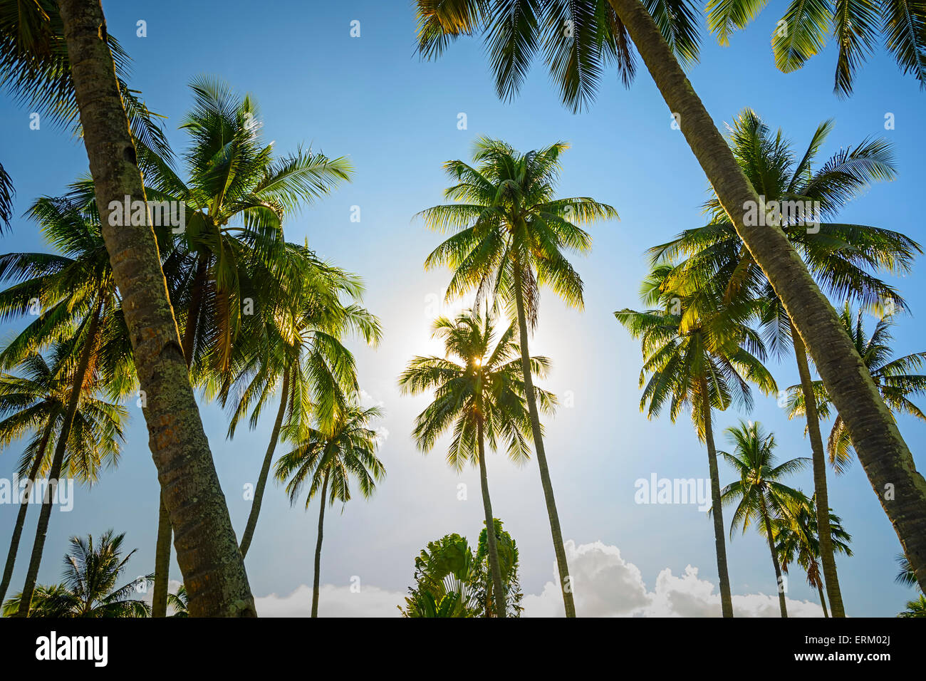 Towering coconut palm hi-res stock photography and images - Alamy