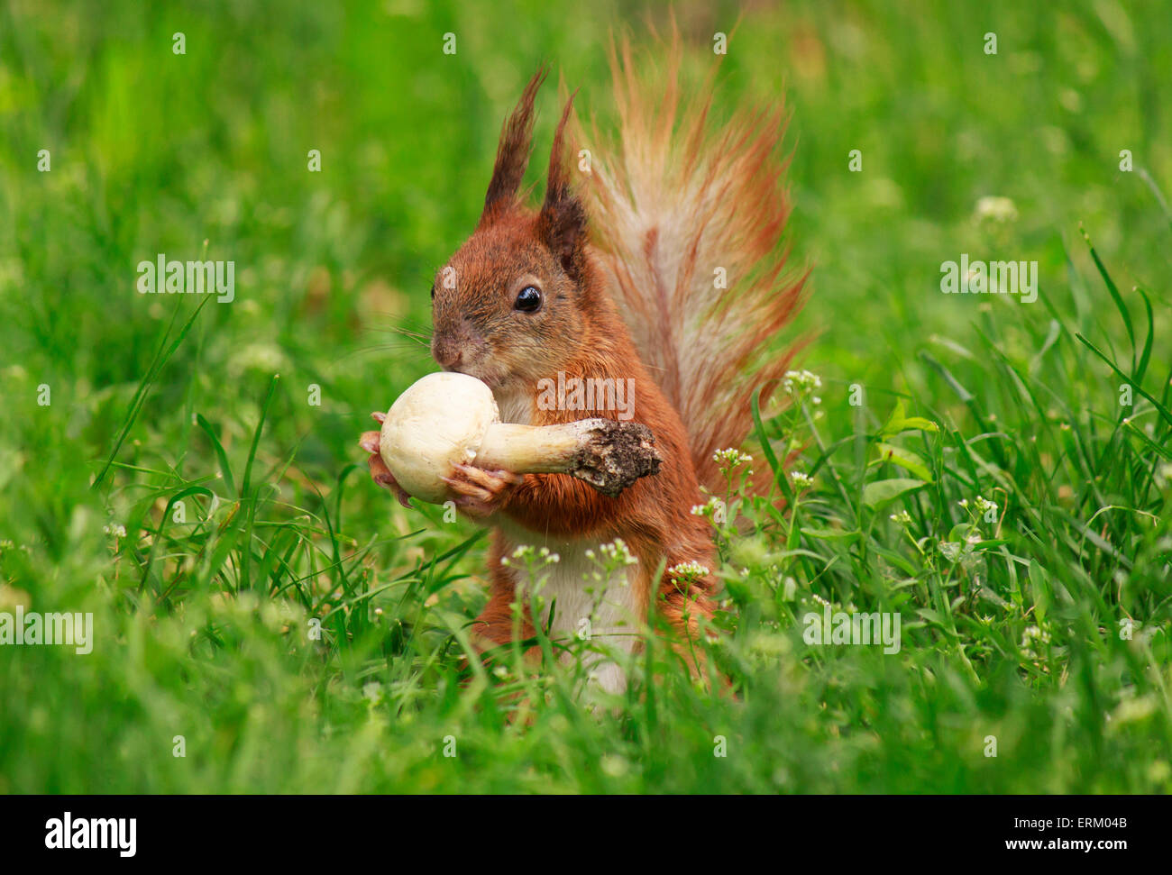 squirrel eating field mushroom in green grass Stock Photo