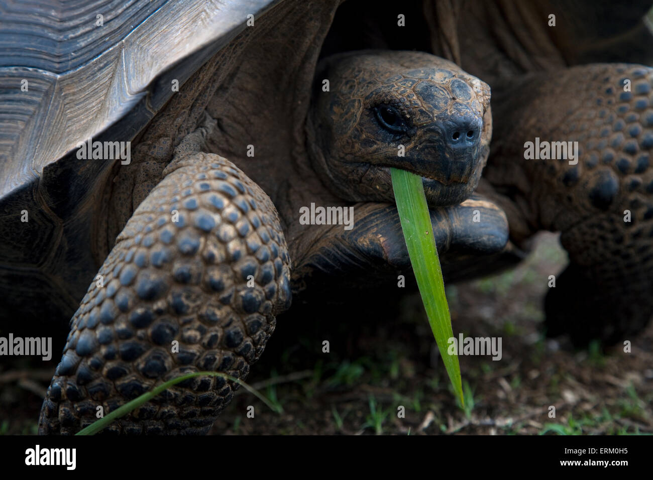 A giant tortoise looks into the camera as it chews a blade of grass on the rim of Alcedo Volcano in the Galapagos Islands. Stock Photo