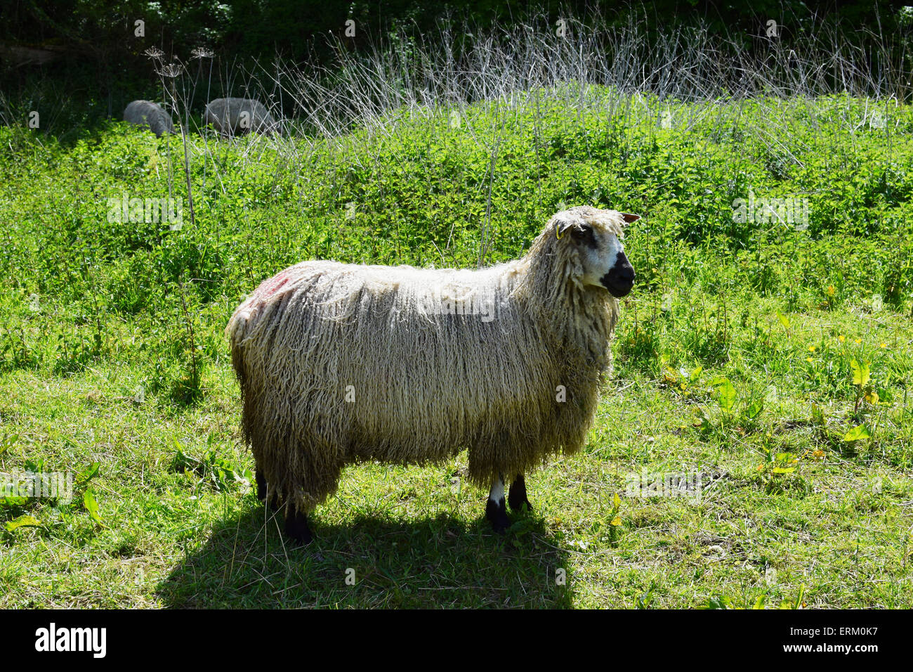Teeswater sheep in field, Beamish Open Air Museum, Durham Stock Photo Alamy