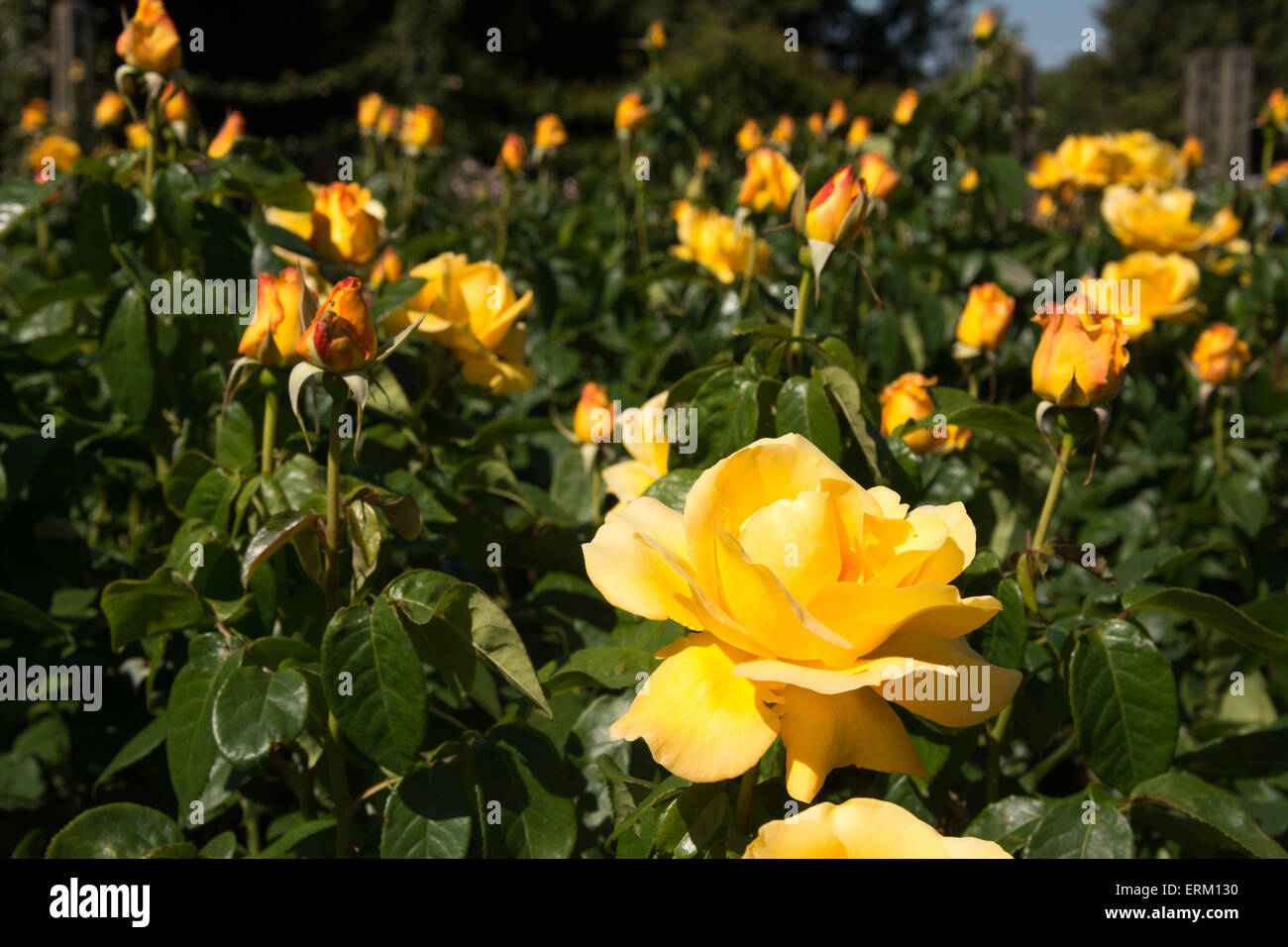 Yellow roses in full bloom in Queen Mary's Gardens in Regent's Park  on a fine and sunny day. Credit:  Patricia Phillips/Alamy Live News Stock Photo