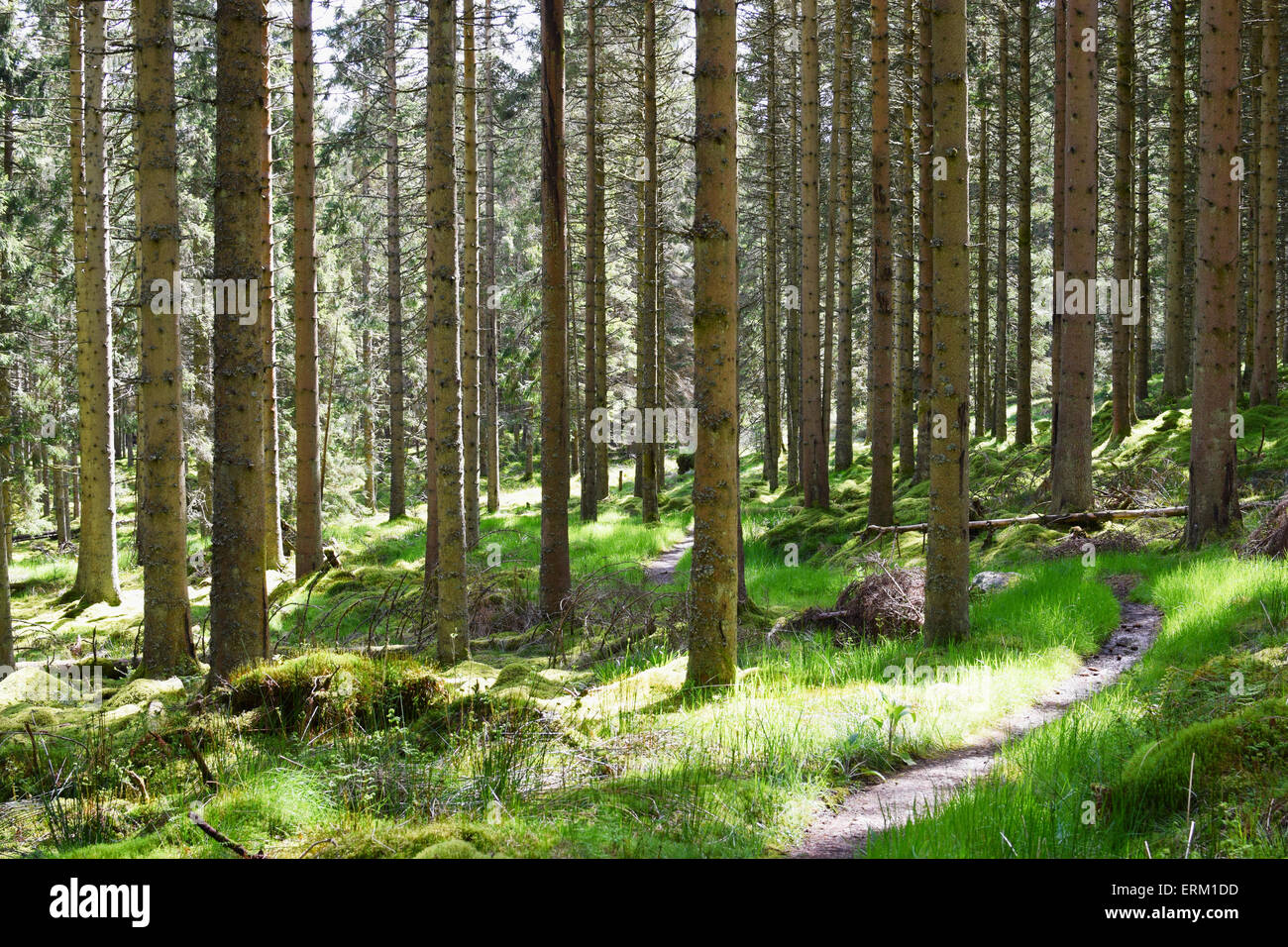 Stand of Sitka Spruce, Picea sitchensis, in Kielder Forest ...