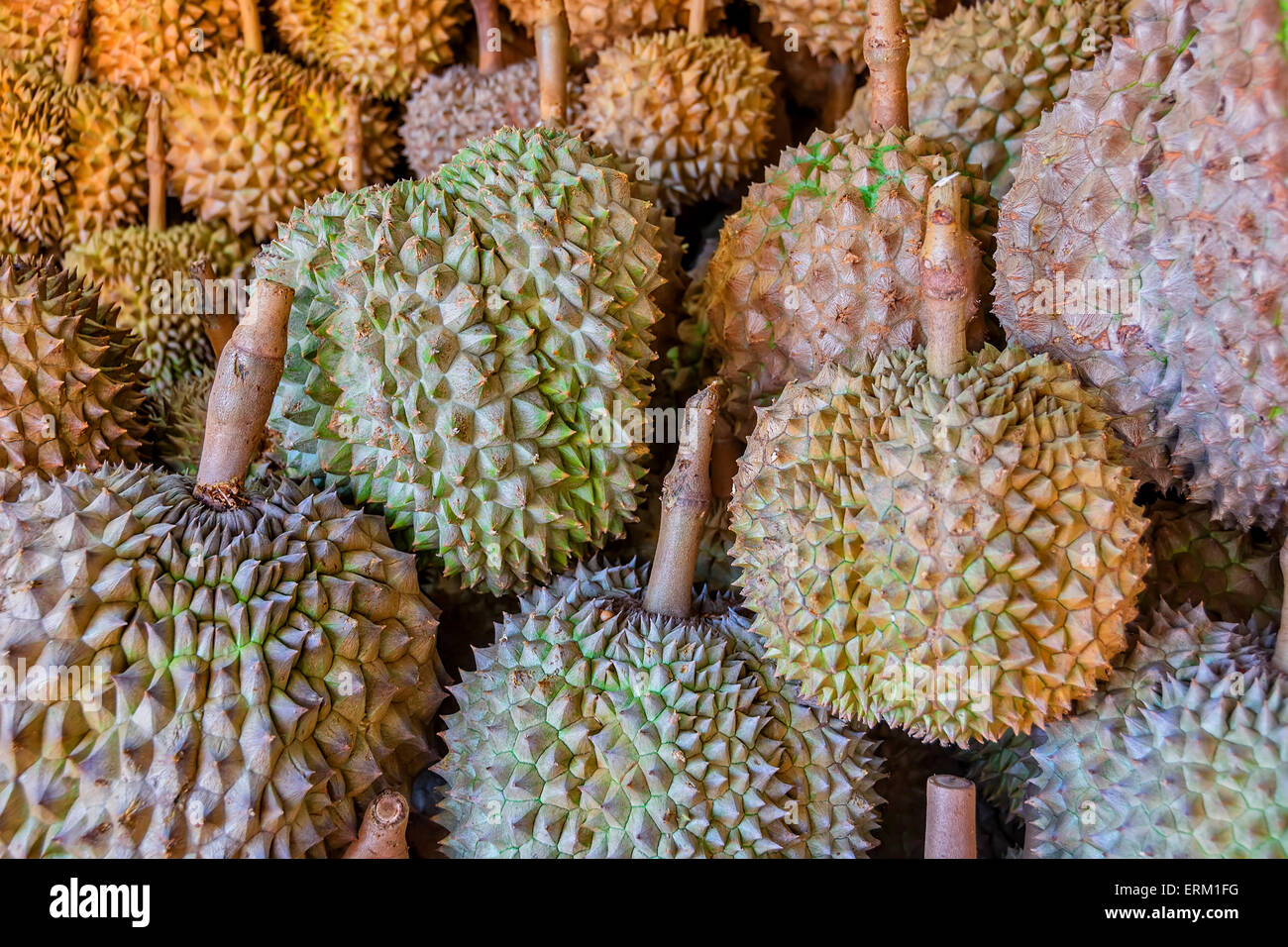Spiky and smelly Philippines Durian for sale in a local market Stock Photo