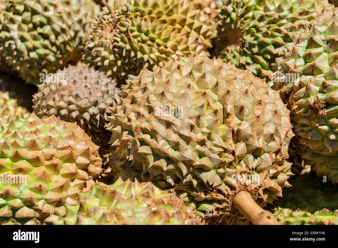 Spiky and smelly Philippines Durian for sale in a local market Stock Photo