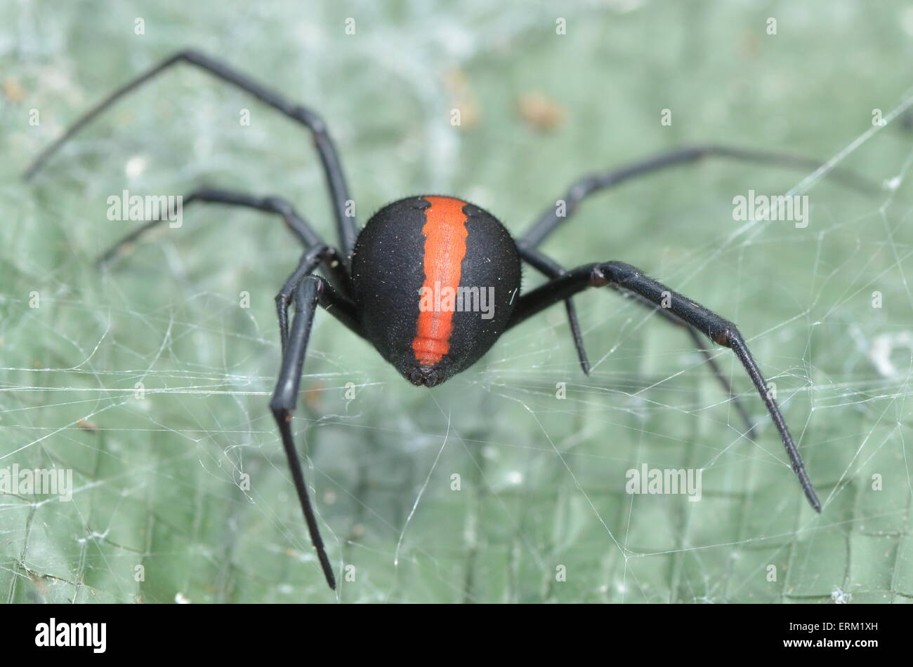 red spider with green back