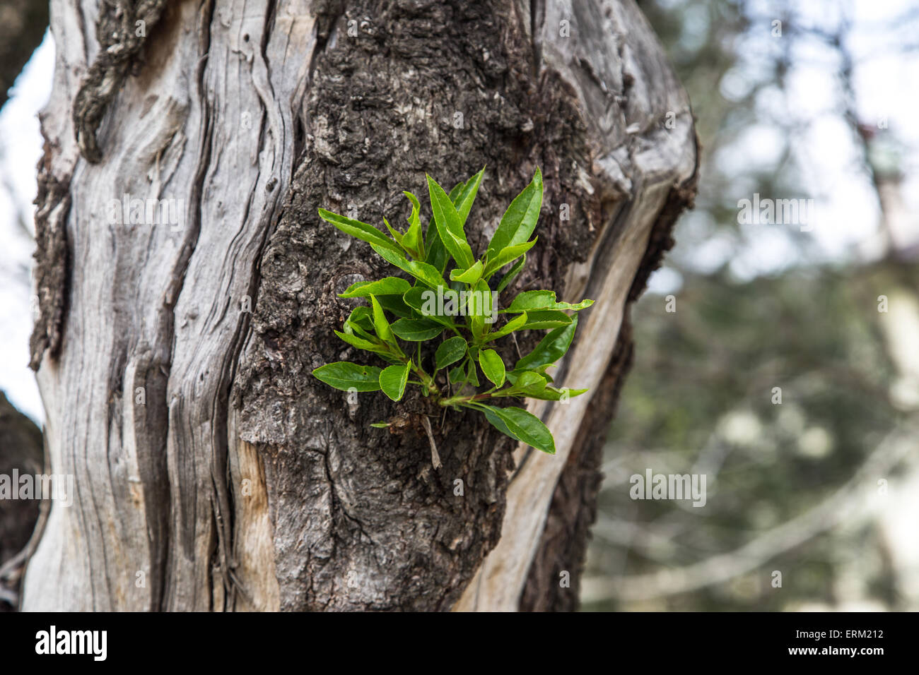 Dead tree root with some green leaves Stock Photo - Alamy