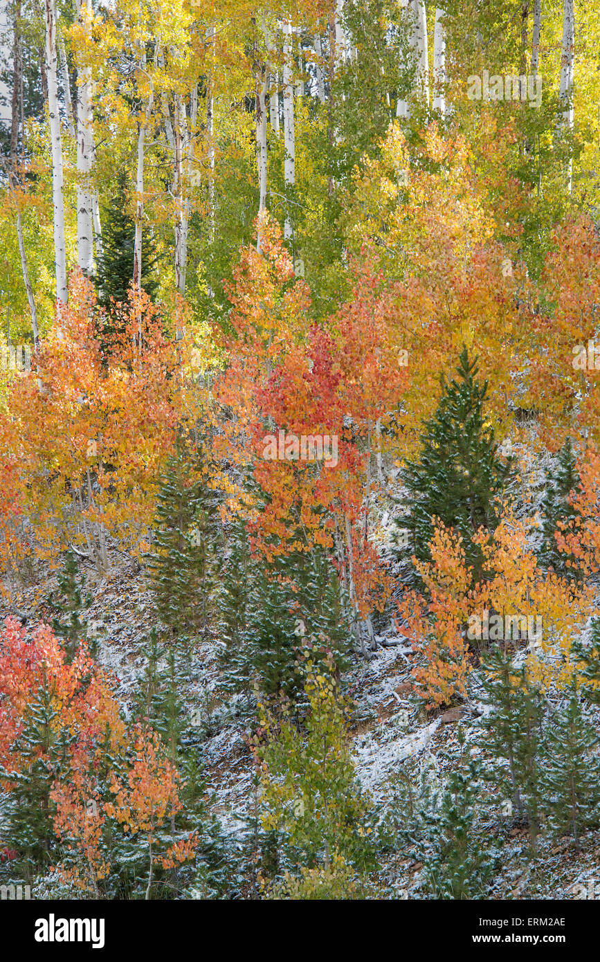 Autumn woodland with aspen trees in bright fall colours. Stock Photo