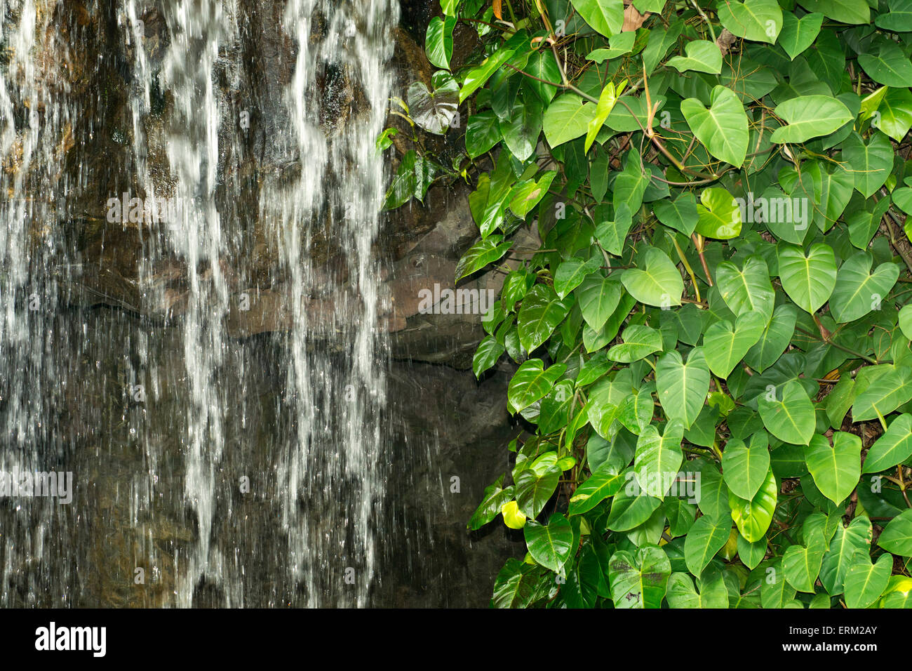 green creeper plant with water cascade on the rocky wall Stock Photo