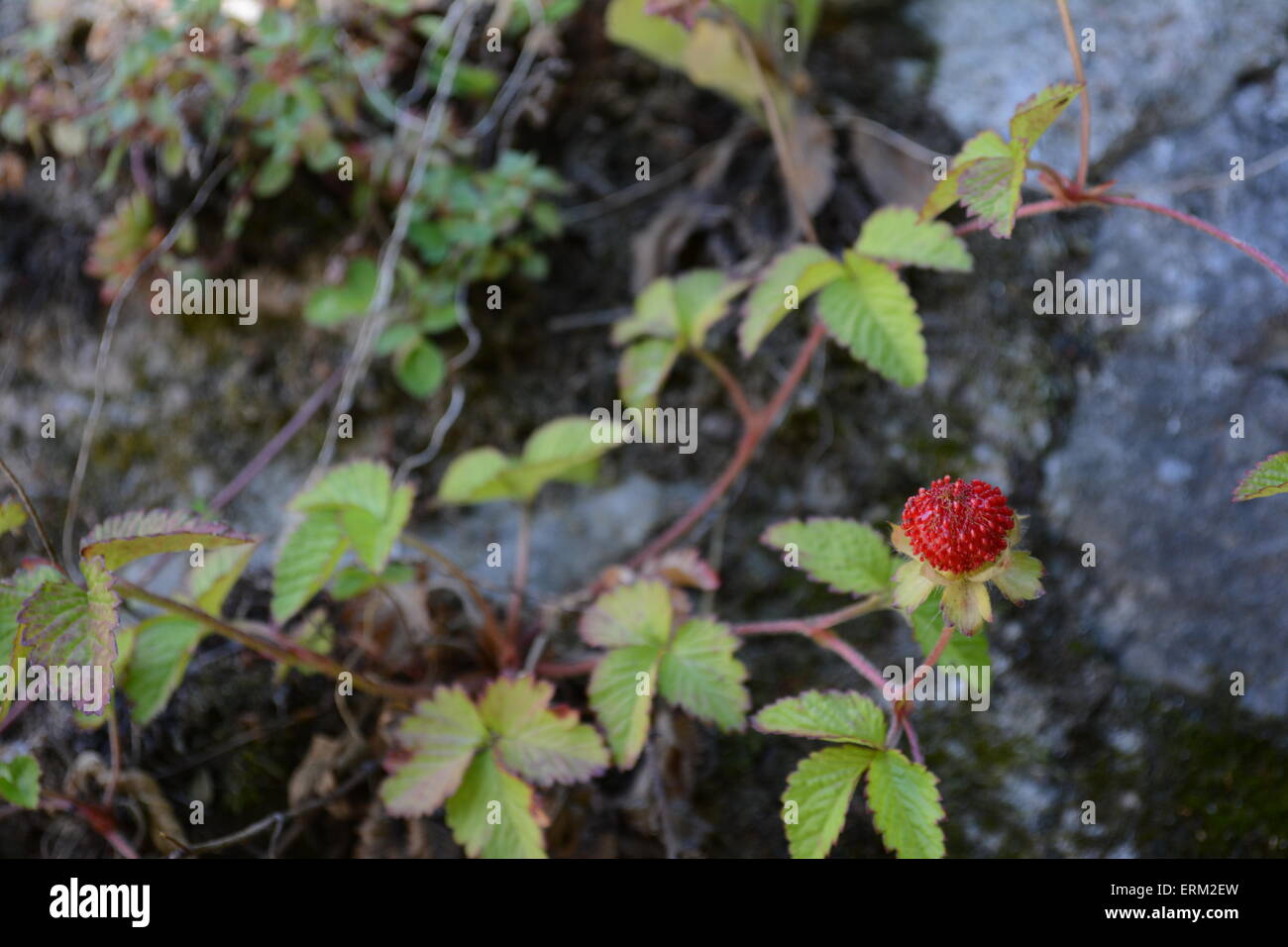 The forest strawberry hi-res stock photography and images - Alamy