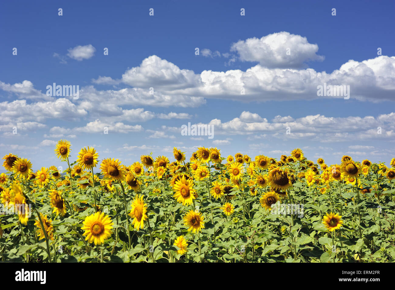 sunflower field and sky as background Stock Photo - Alamy