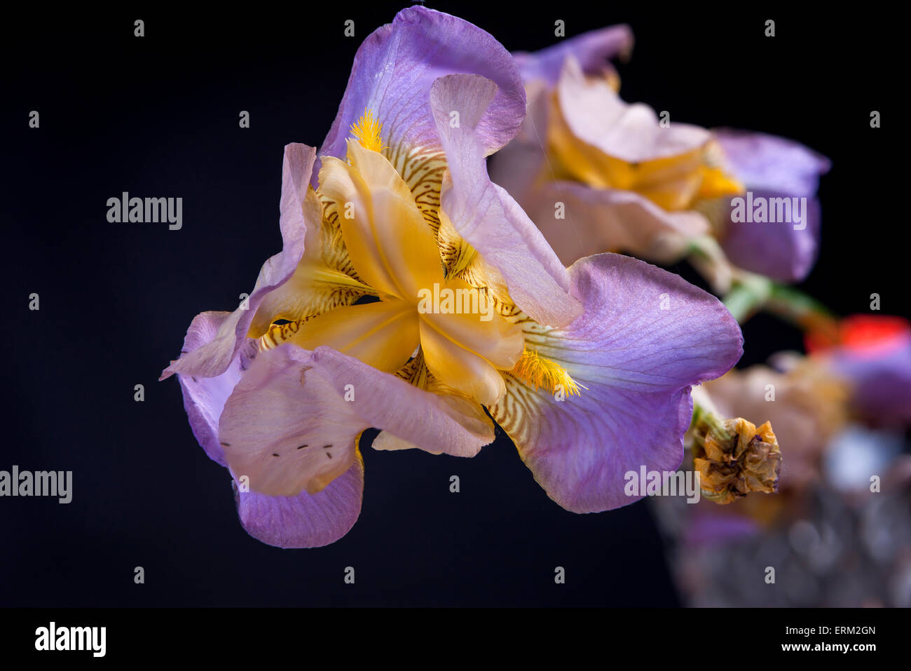 Macro of Iris flower. Stock Photo