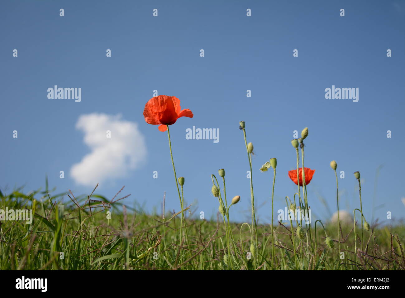 red poppies on blue sky with cloud Stock Photo - Alamy