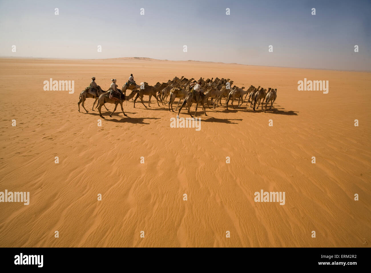 A camel caravan travels through the Sahara Desert, Sudan.150,000 camels travel from Sudanto Egypt yearly to be sold. Stock Photo
