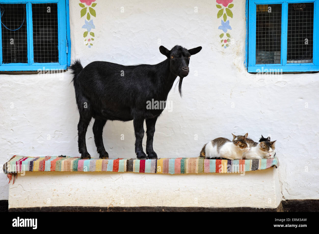 Rural scene. Goat and a cat on the bench. Farmhouse. Stock Photo