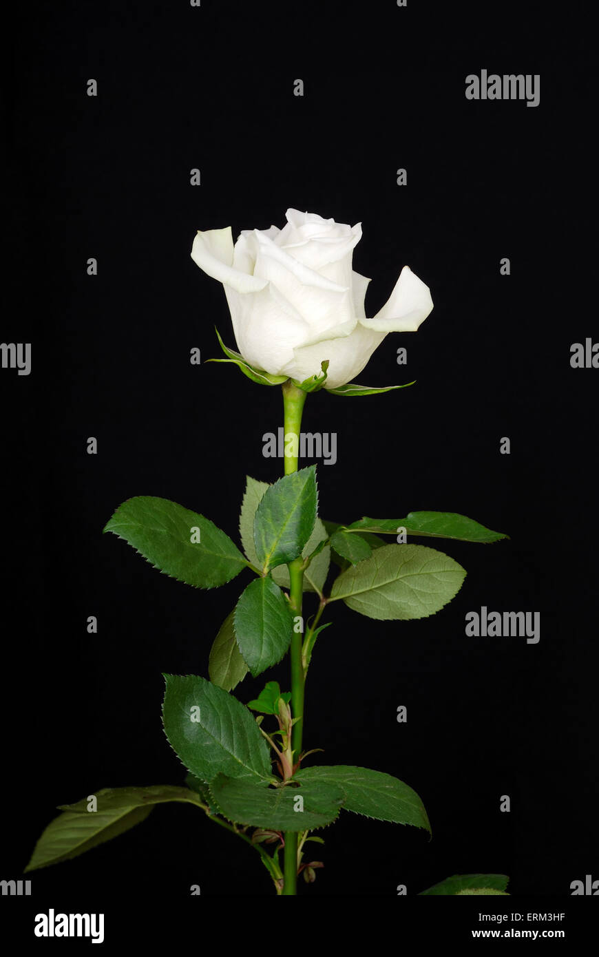 The white rose isolated on black background Stock Photo - Alamy