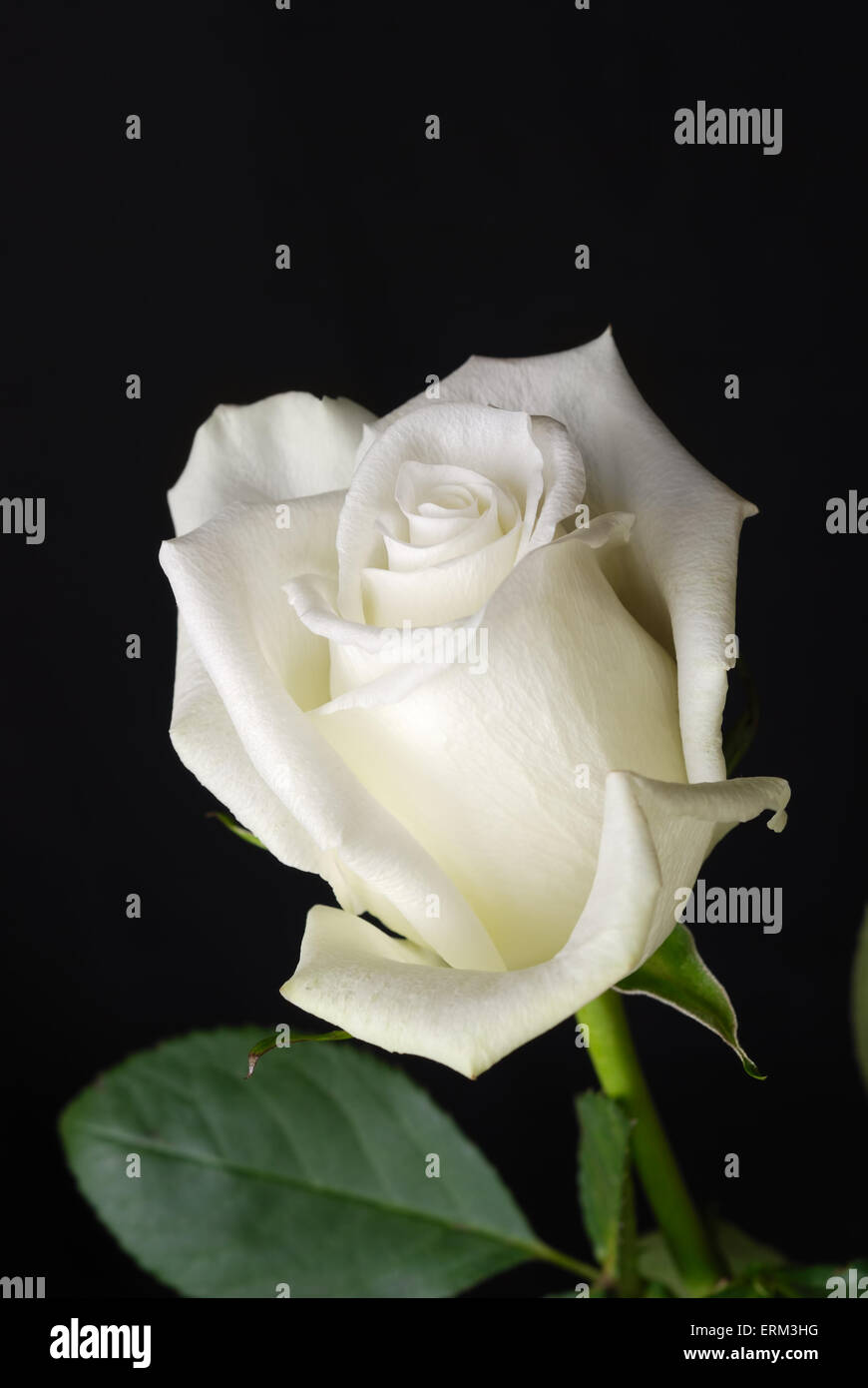 The white rose isolated on black background Stock Photo - Alamy