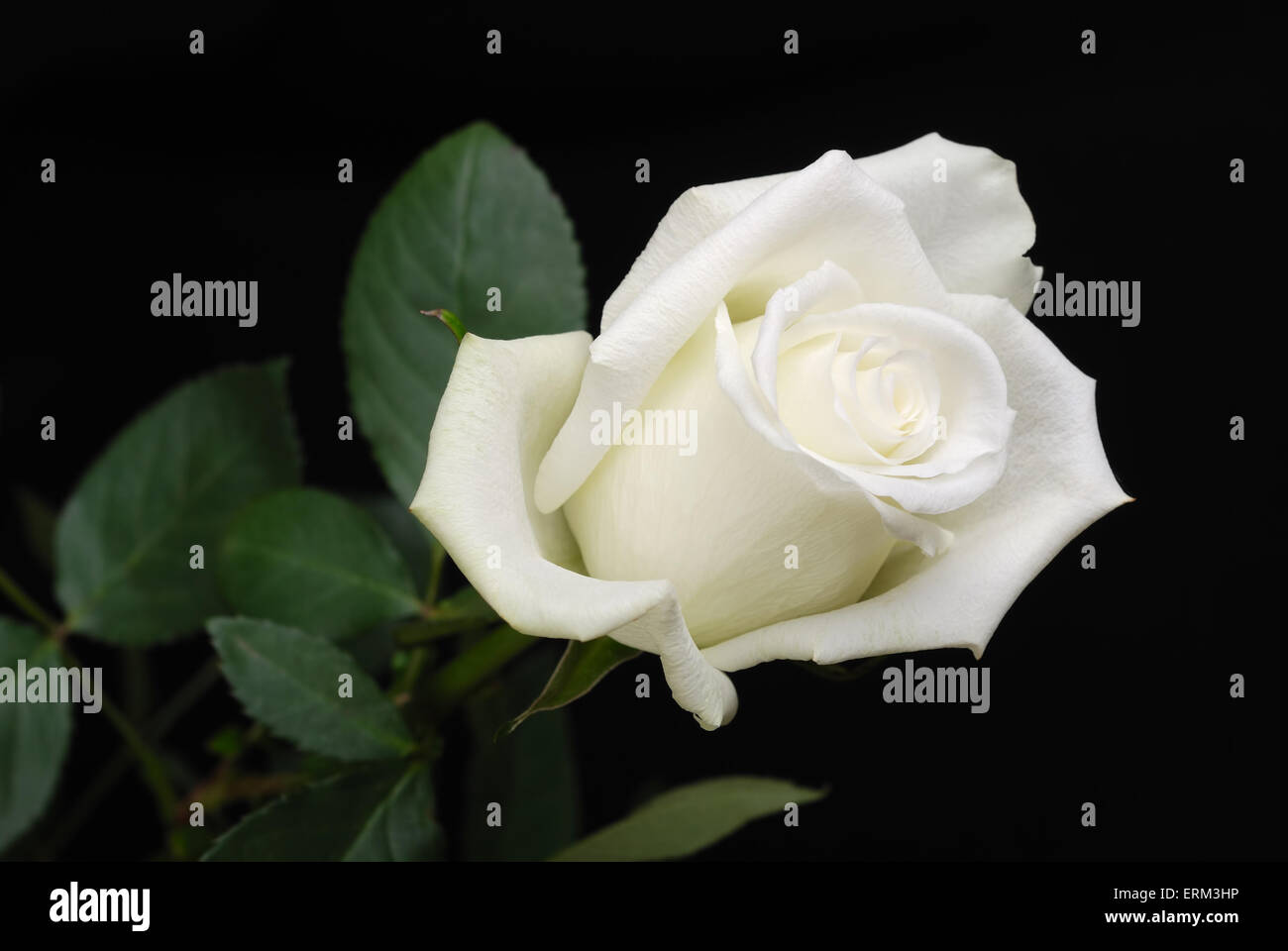 The white rose isolated on black background Stock Photo - Alamy